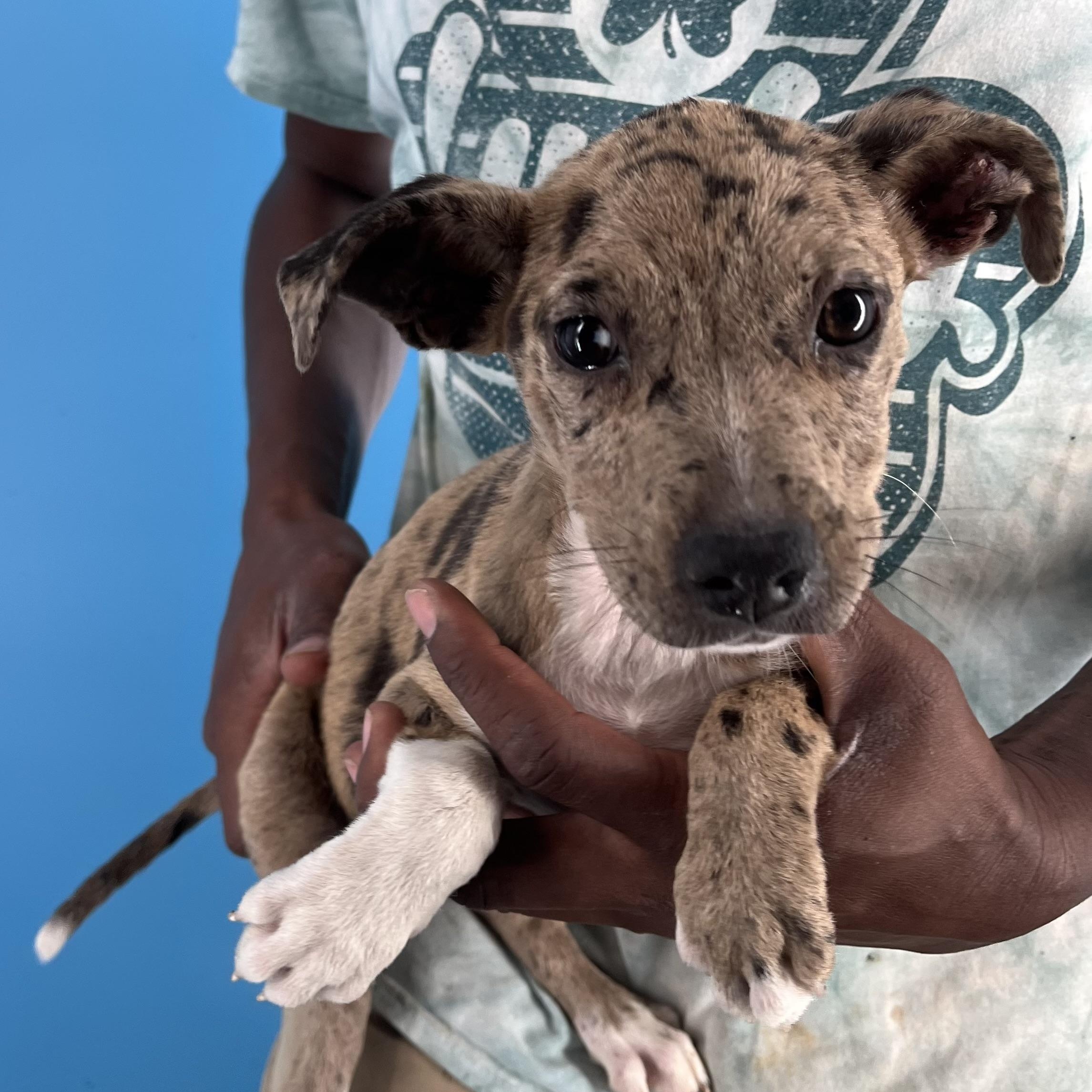 Ginger - Local Sept 26-28