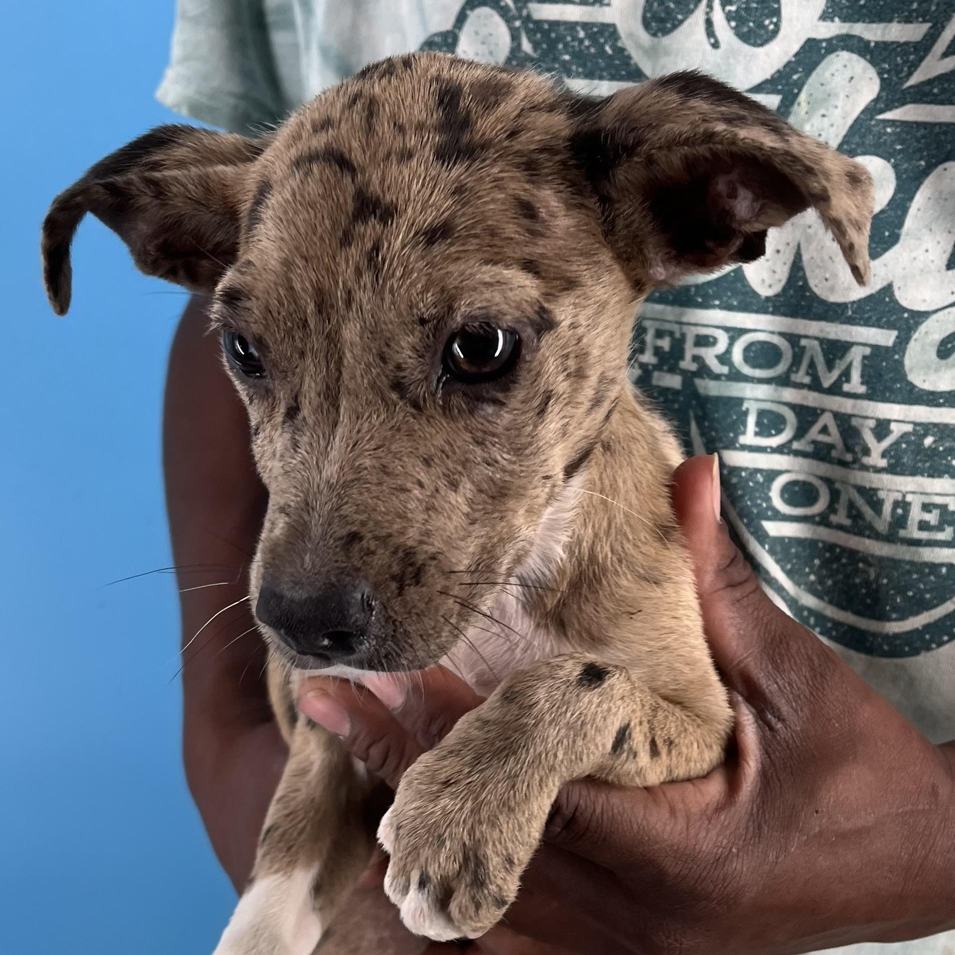 Ginger - Local Sept 26-28