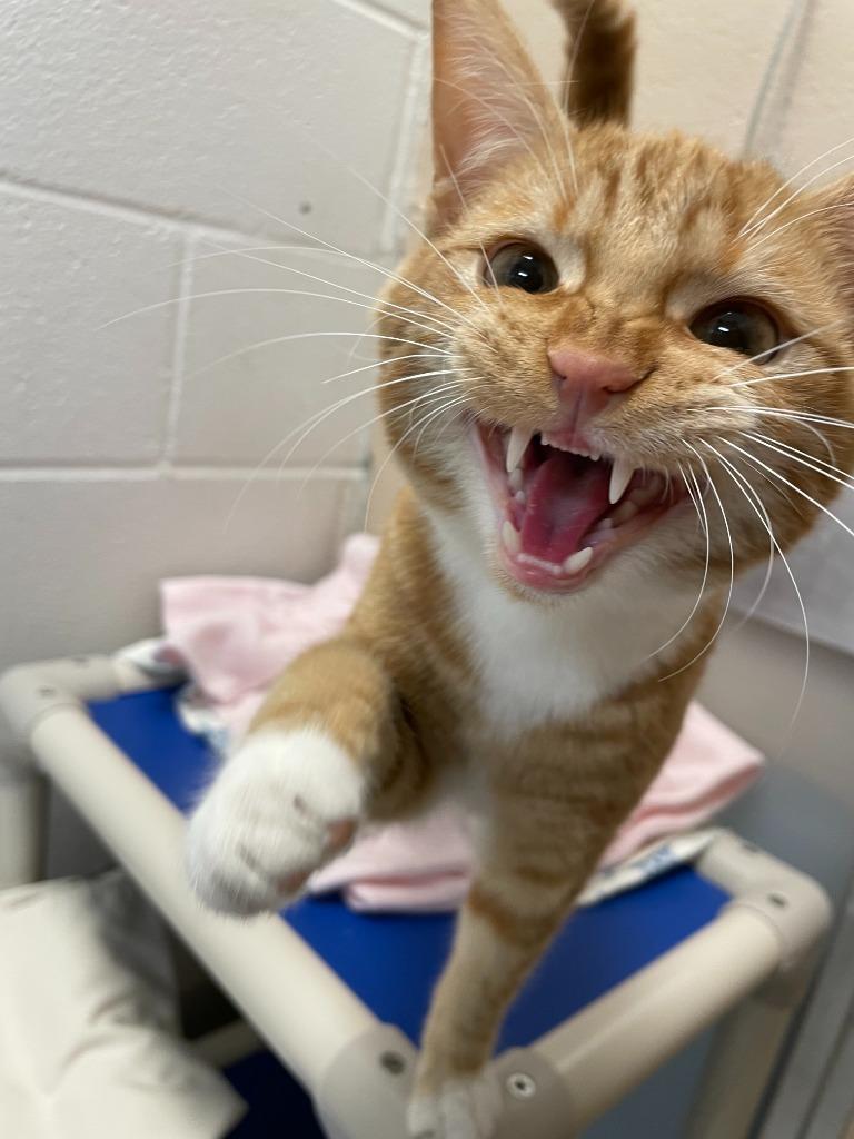 Lars, Adoptable, Young Male Domestic Short Hair.