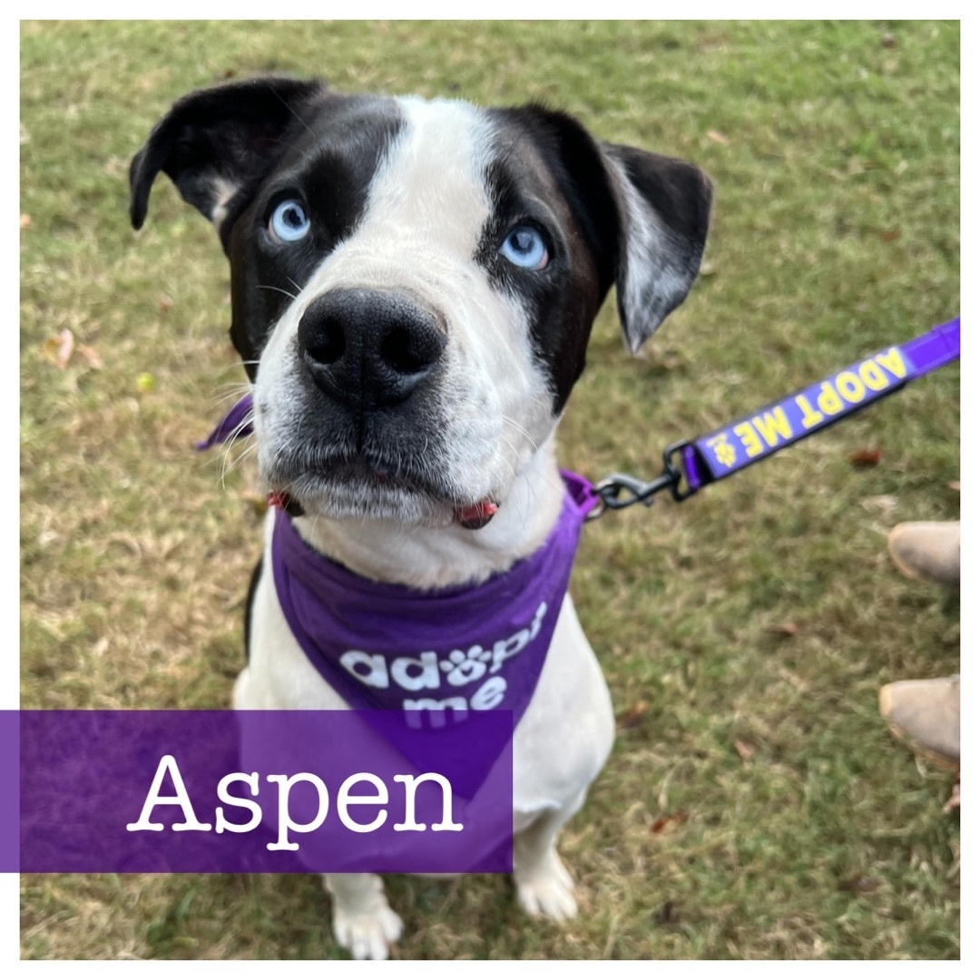 Aspen, a Adoptable mixed breed in Cumming, GA image 1/6