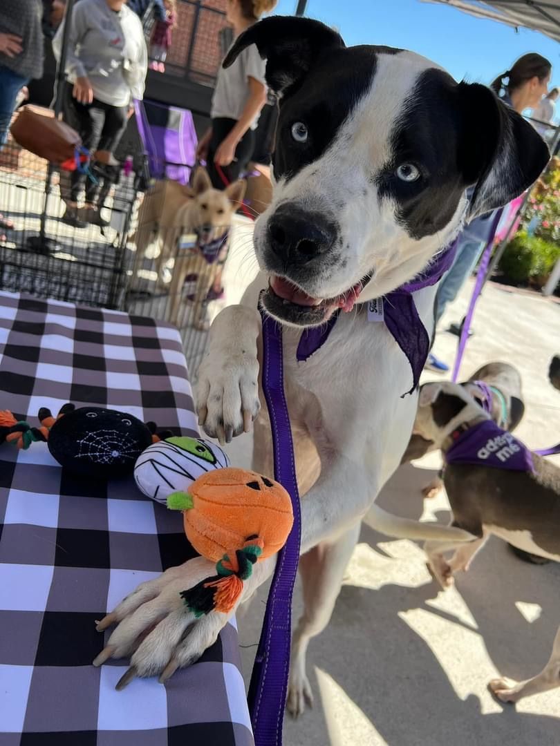 Aspen, a Adoptable mixed breed in Cumming, GA image 6/6