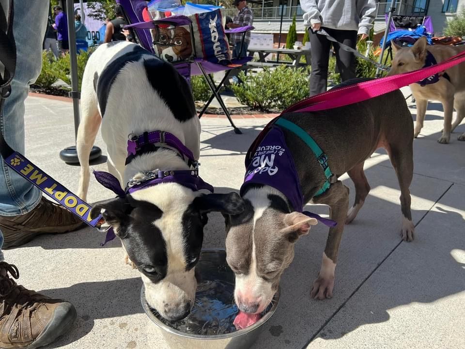 Aspen, a Adoptable mixed breed in Cumming, GA image 5/6