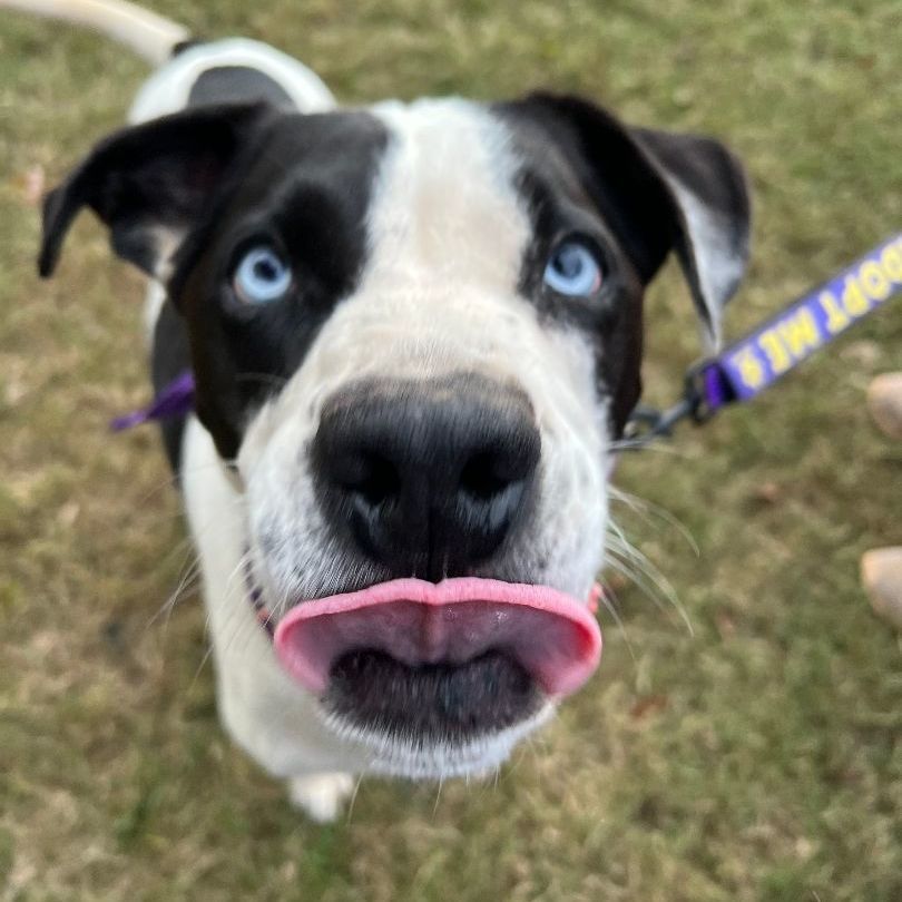 Aspen, a Adoptable mixed breed in Cumming, GA image 2/6