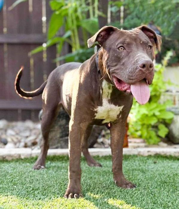 Enlarge Chopper, a Adoptable mixed breed in rye, NY image 6/6