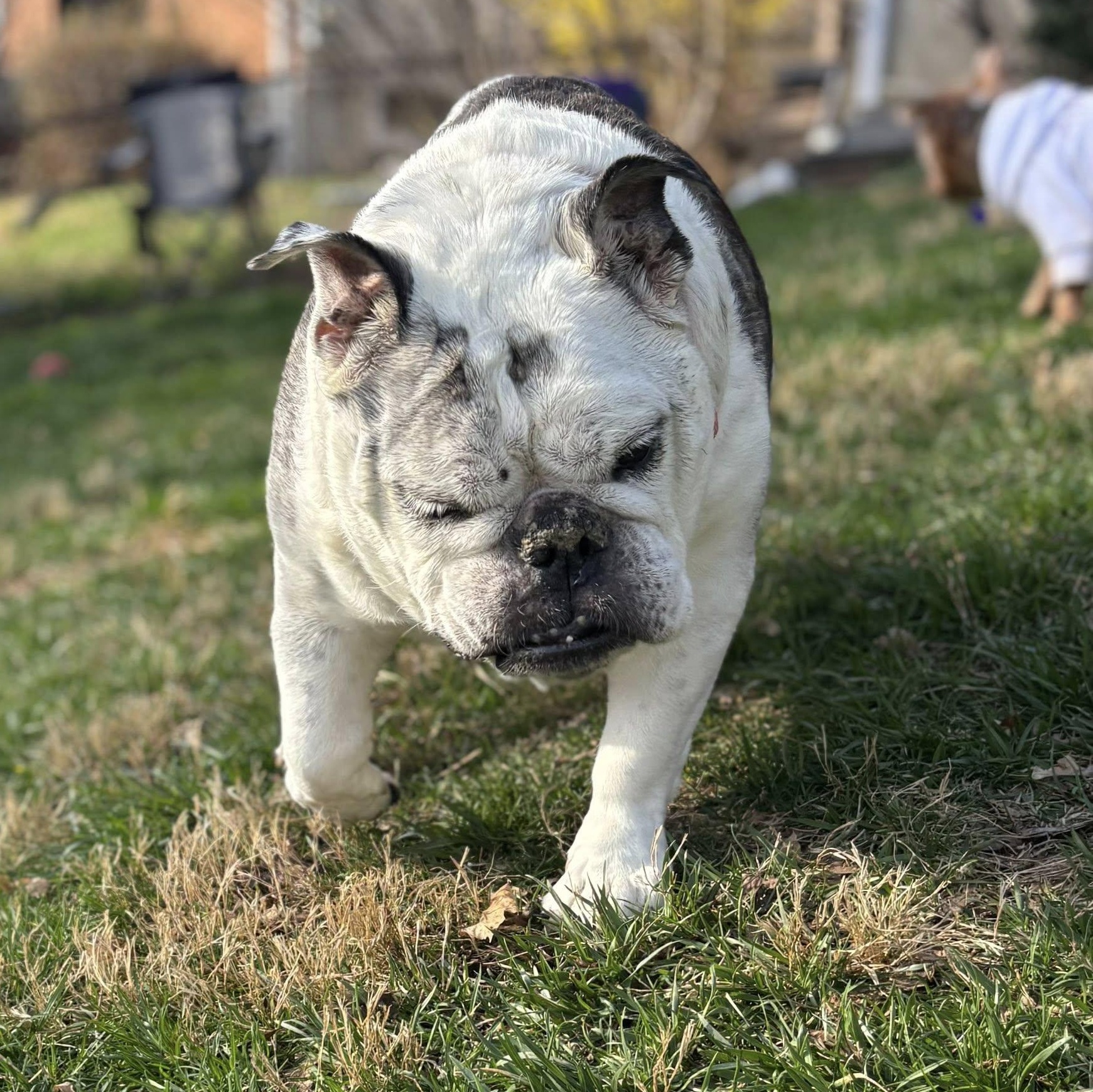 Lucille, an adoptable English Bulldog in Rockville, MD image 2/6