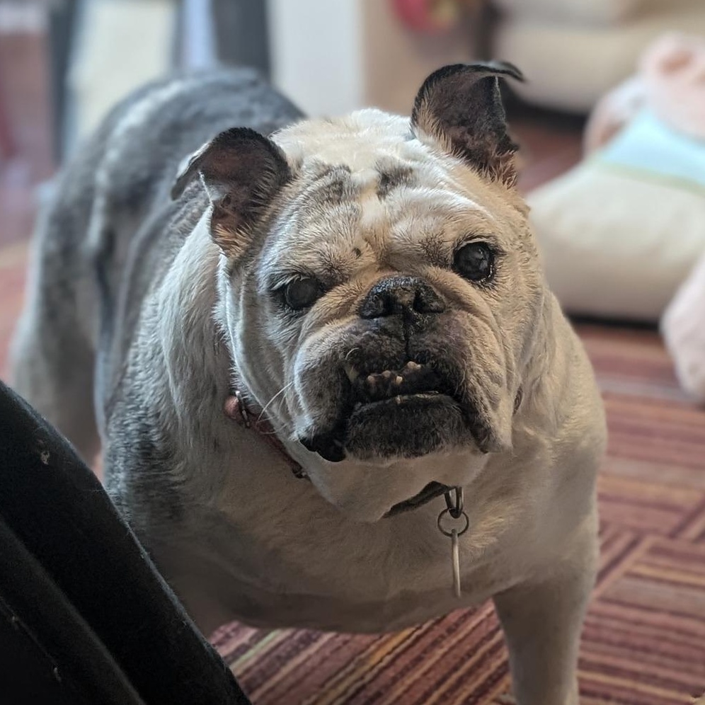 Lucille, an adoptable English Bulldog in Rockville, MD image 4/6