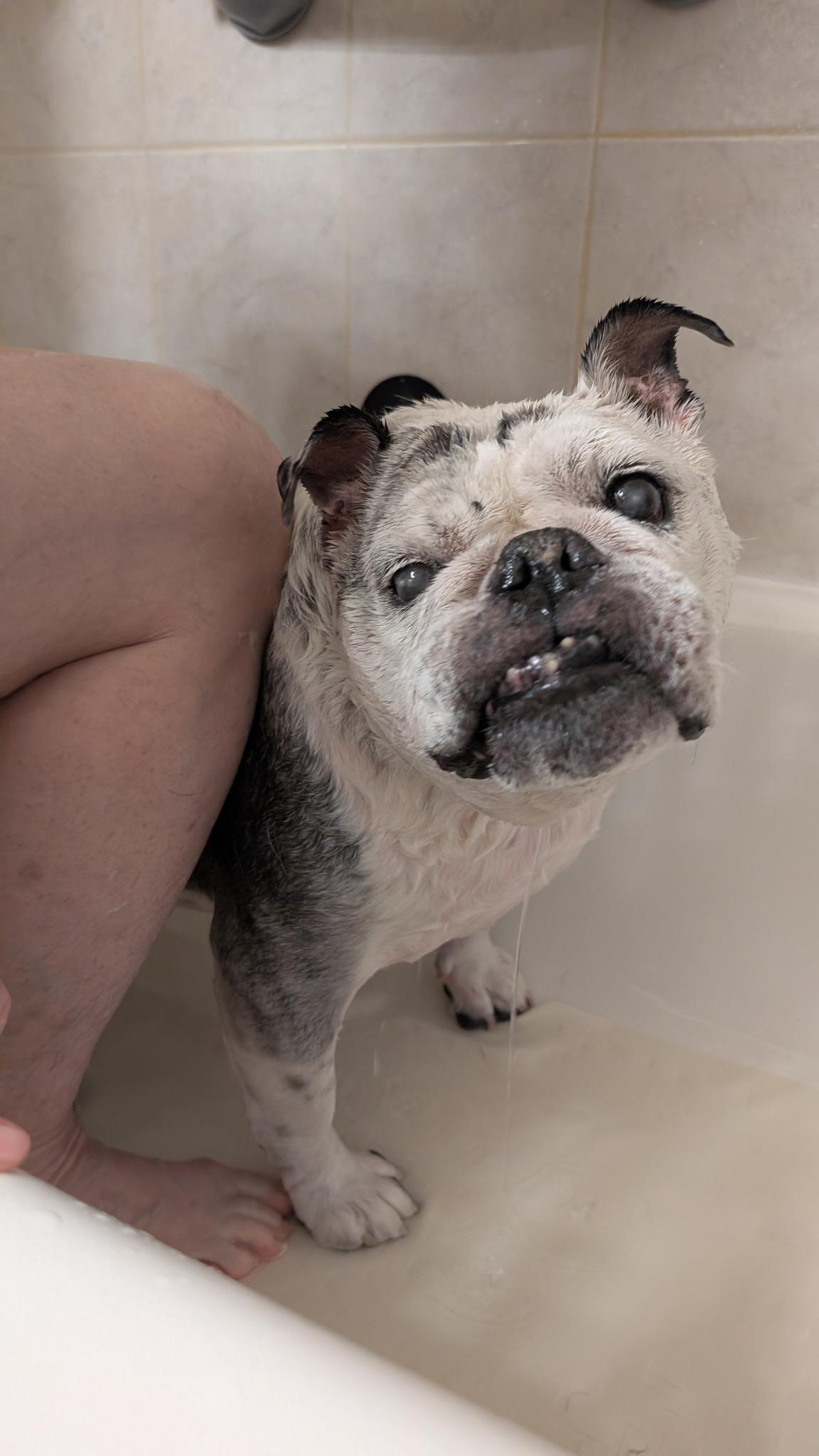 Lucille, an adoptable English Bulldog in Rockville, MD image 5/6