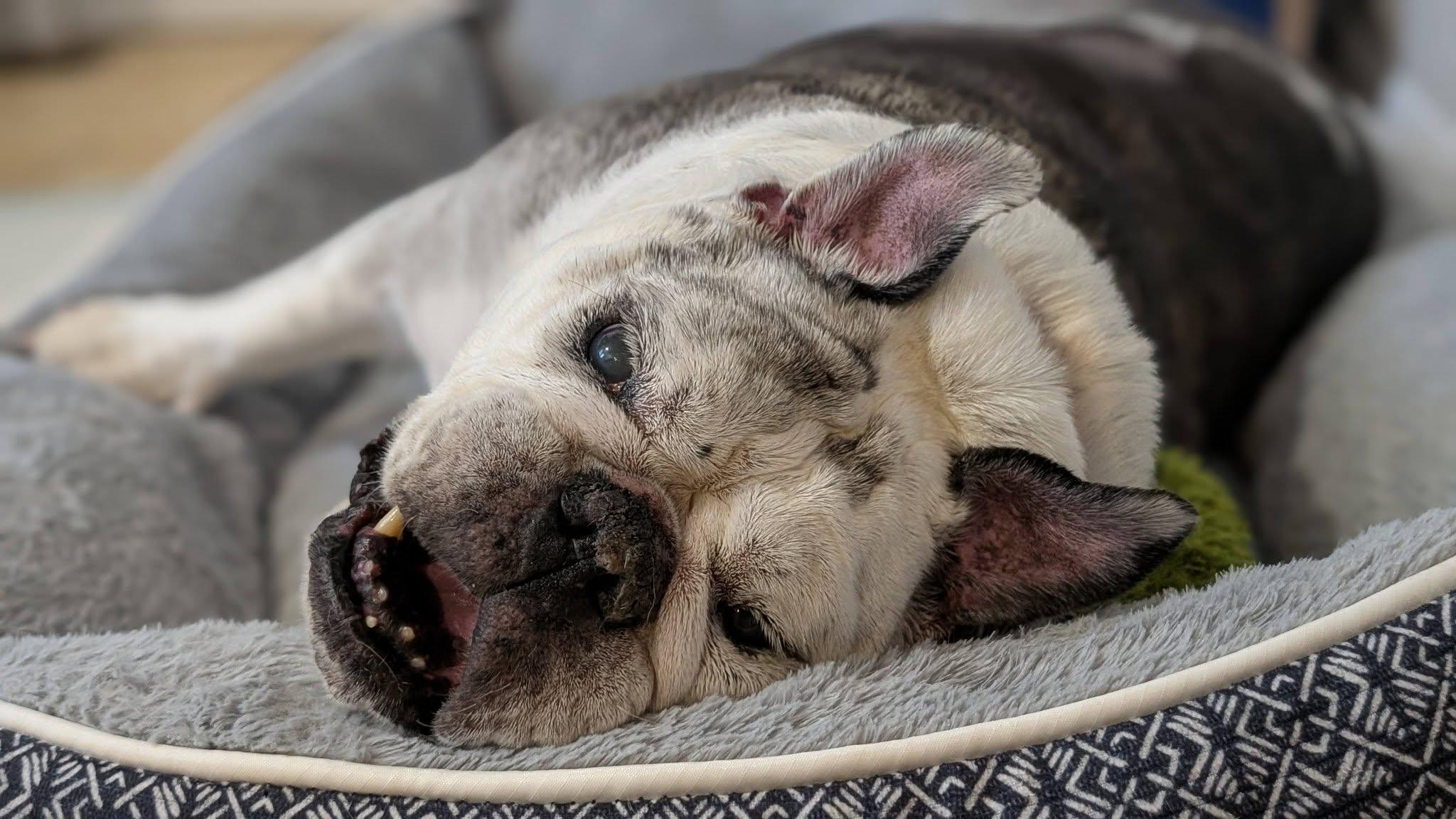 Lucille, an adoptable English Bulldog in Rockville, MD image 3/6