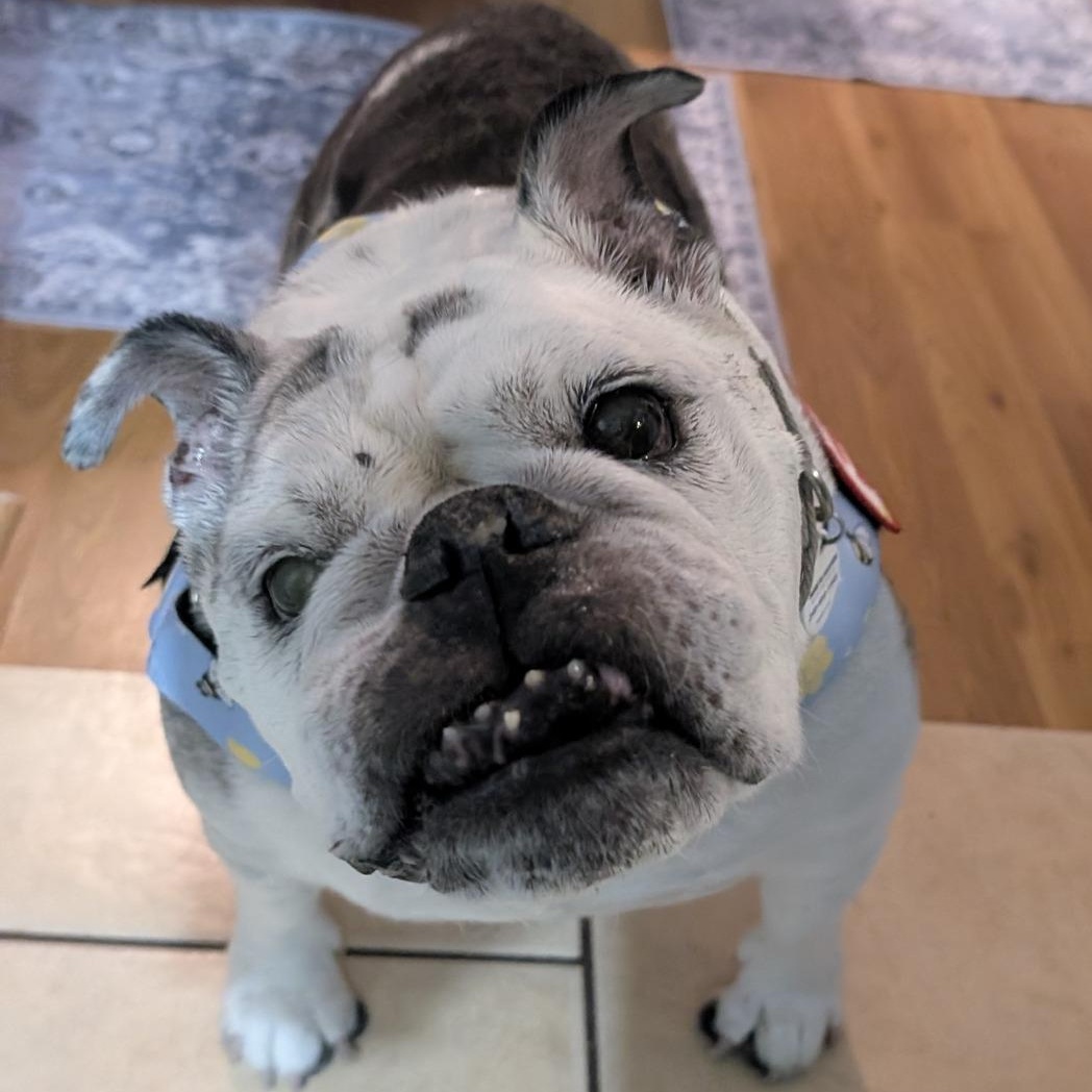 Lucille, an adoptable English Bulldog in Rockville, MD image 1/6