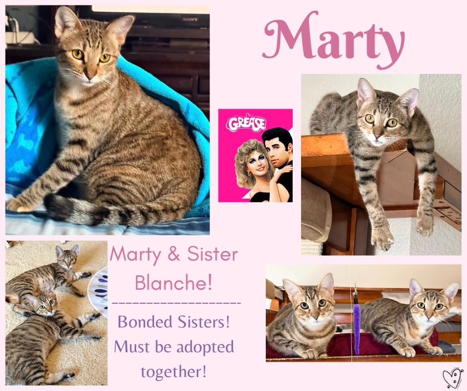 Marty (Bonded Pair with sister Blanche - Must be adopted together), a ADOPTABLE mixed breed in Trophy Club, TX image 6/6