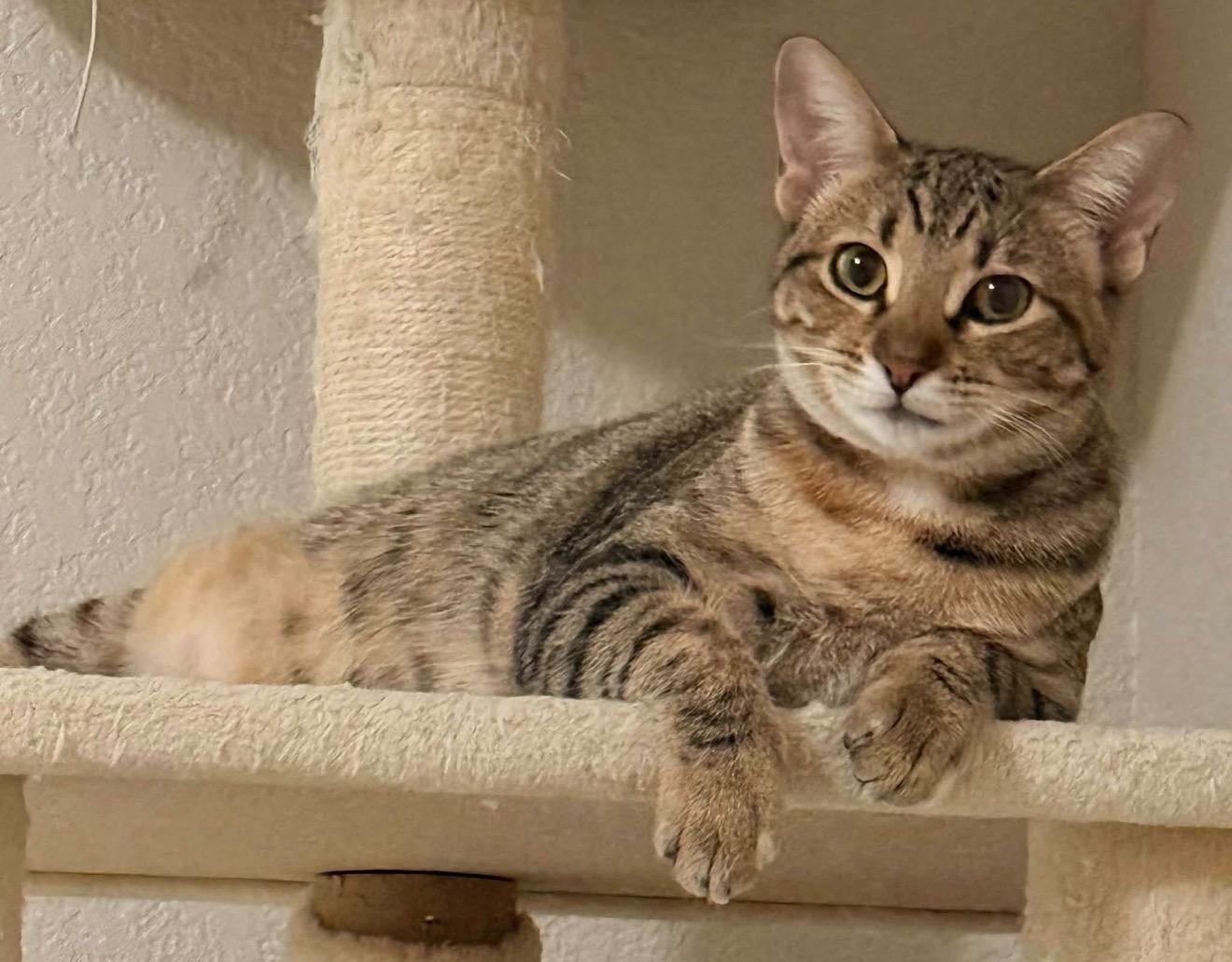 Marty (Bonded Pair with sister Blanche - Must be adopted together), ADOPTABLE, Kitten Female Tabby & Calico.