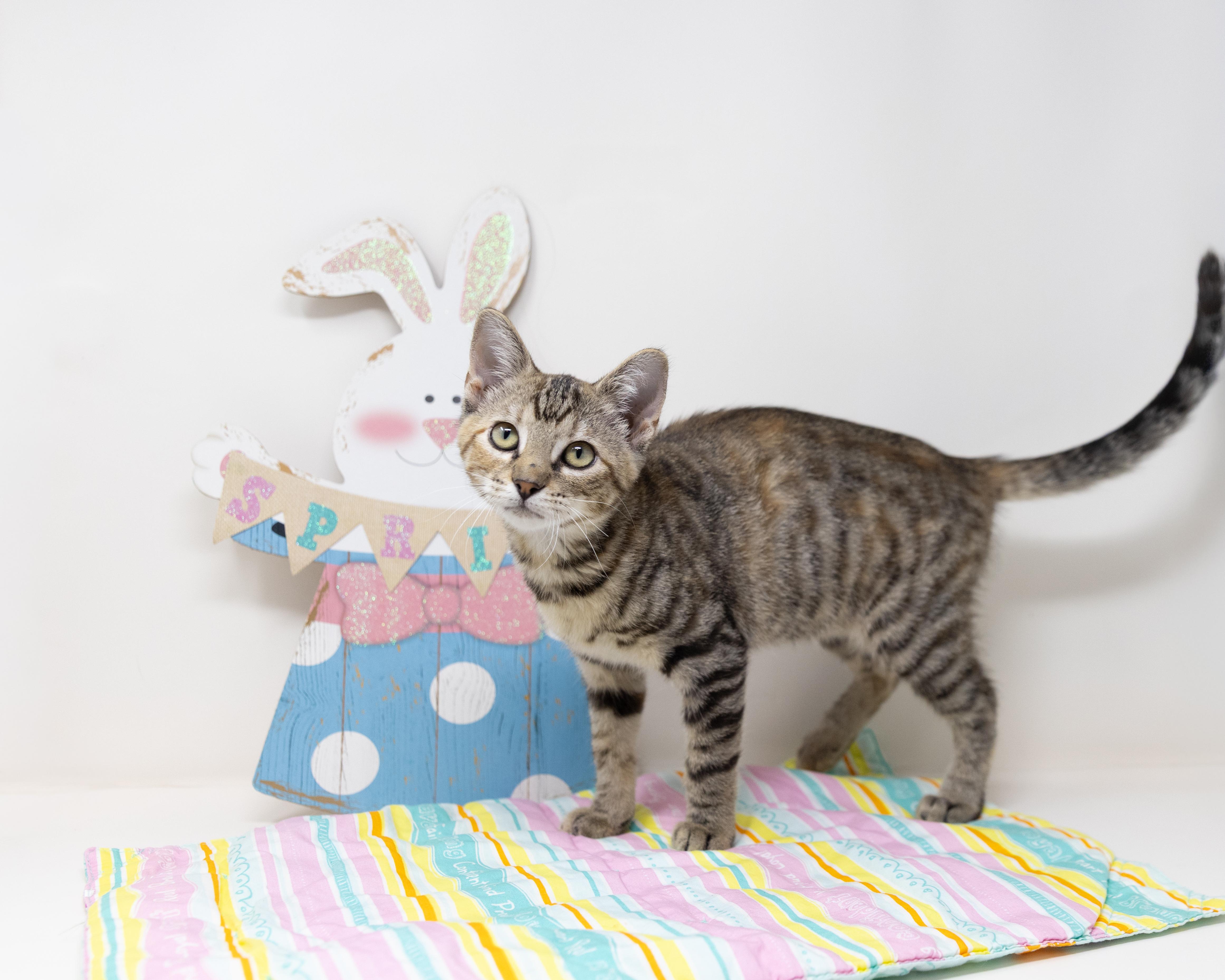 Enlarge Marty, a ADOPTABLE mixed breed in Trophy Club, TX image 1/6