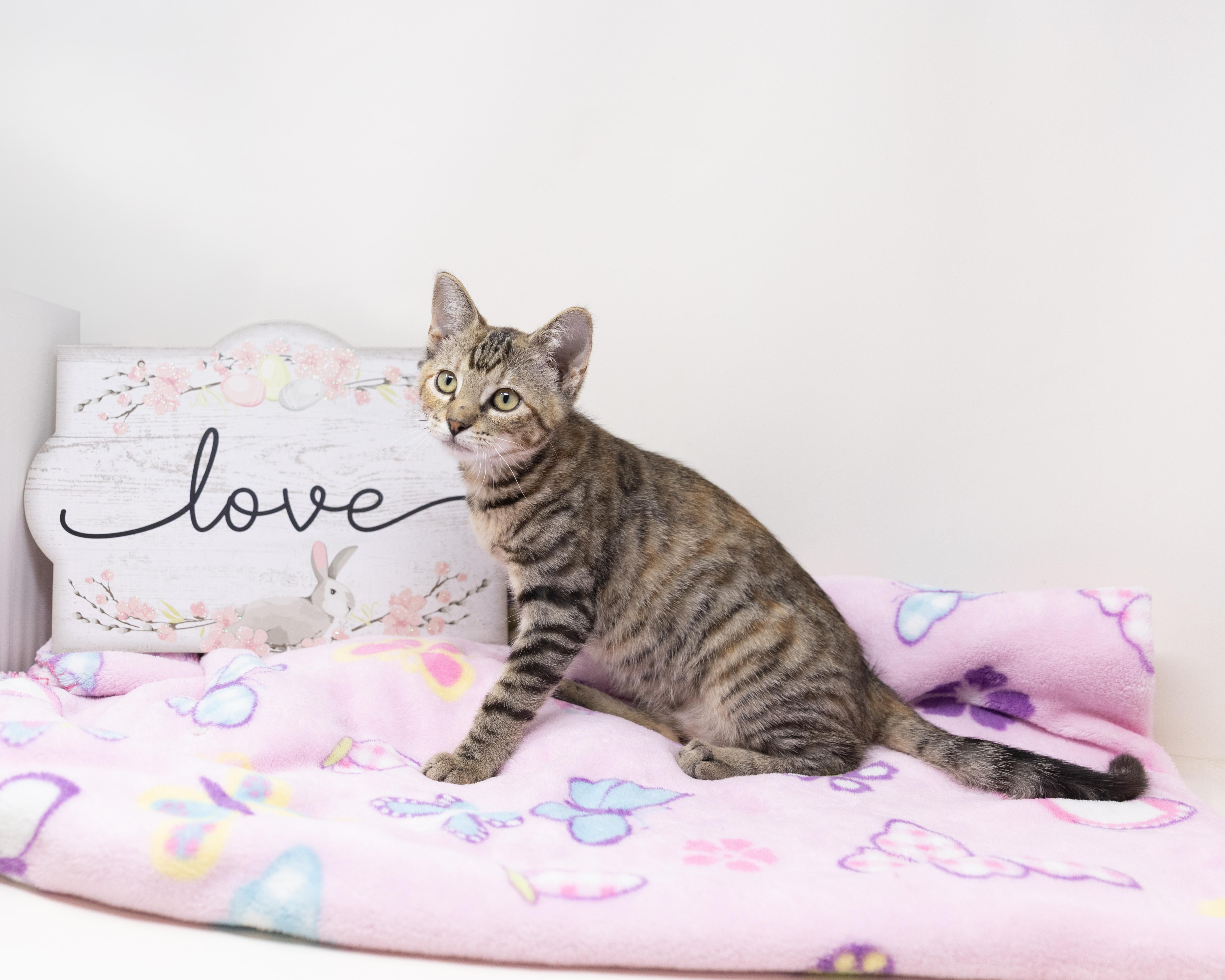 Enlarge Marty, a ADOPTABLE mixed breed in Trophy Club, TX image 2/6