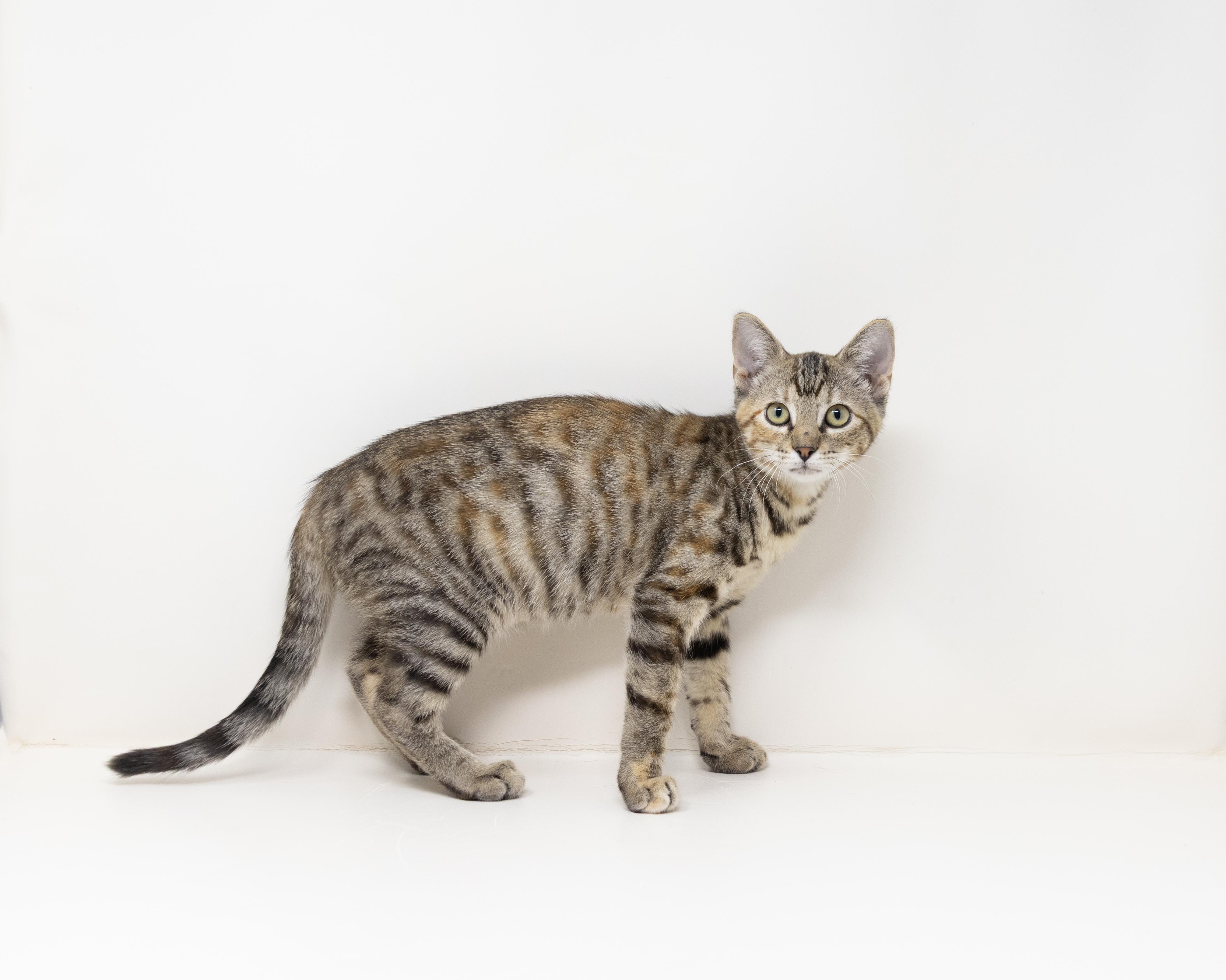 Enlarge Marty, a ADOPTABLE mixed breed in Trophy Club, TX image 5/6