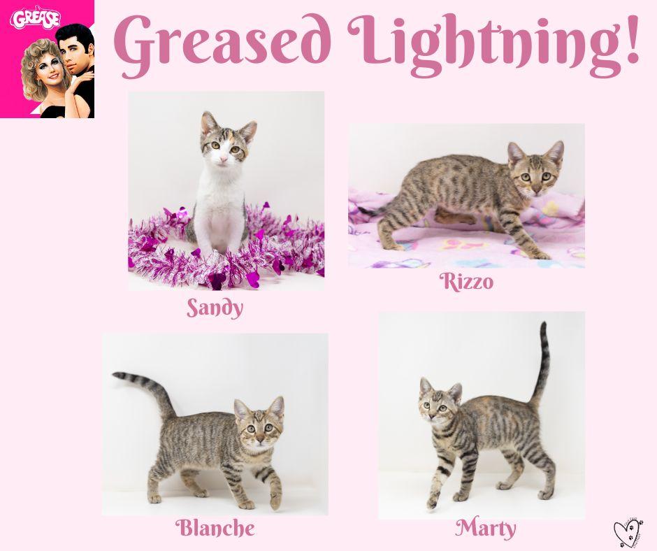 Enlarge Marty, a ADOPTABLE mixed breed in Trophy Club, TX image 4/6