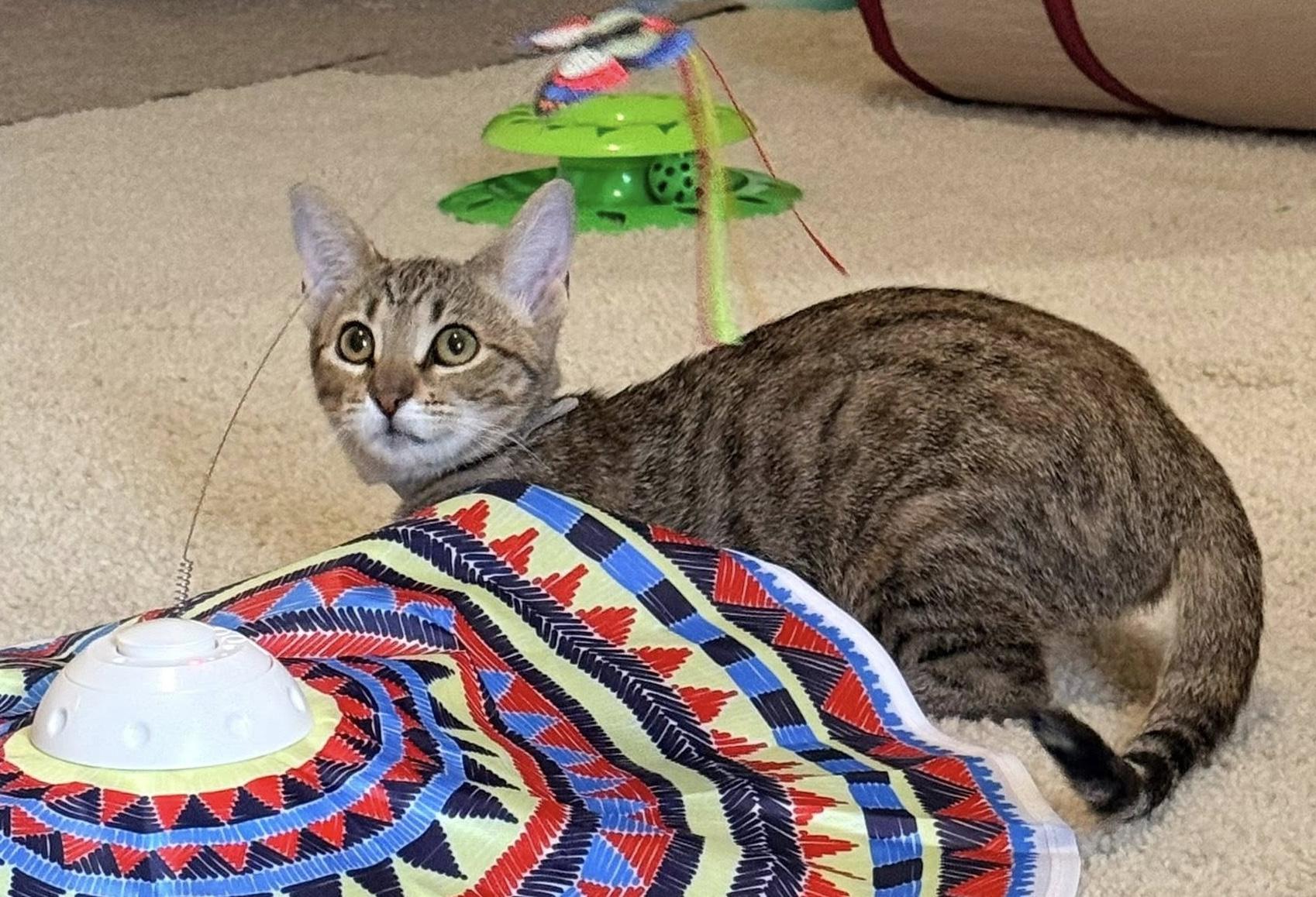 Enlarge Marty, a ADOPTABLE mixed breed in Trophy Club, TX image 3/6