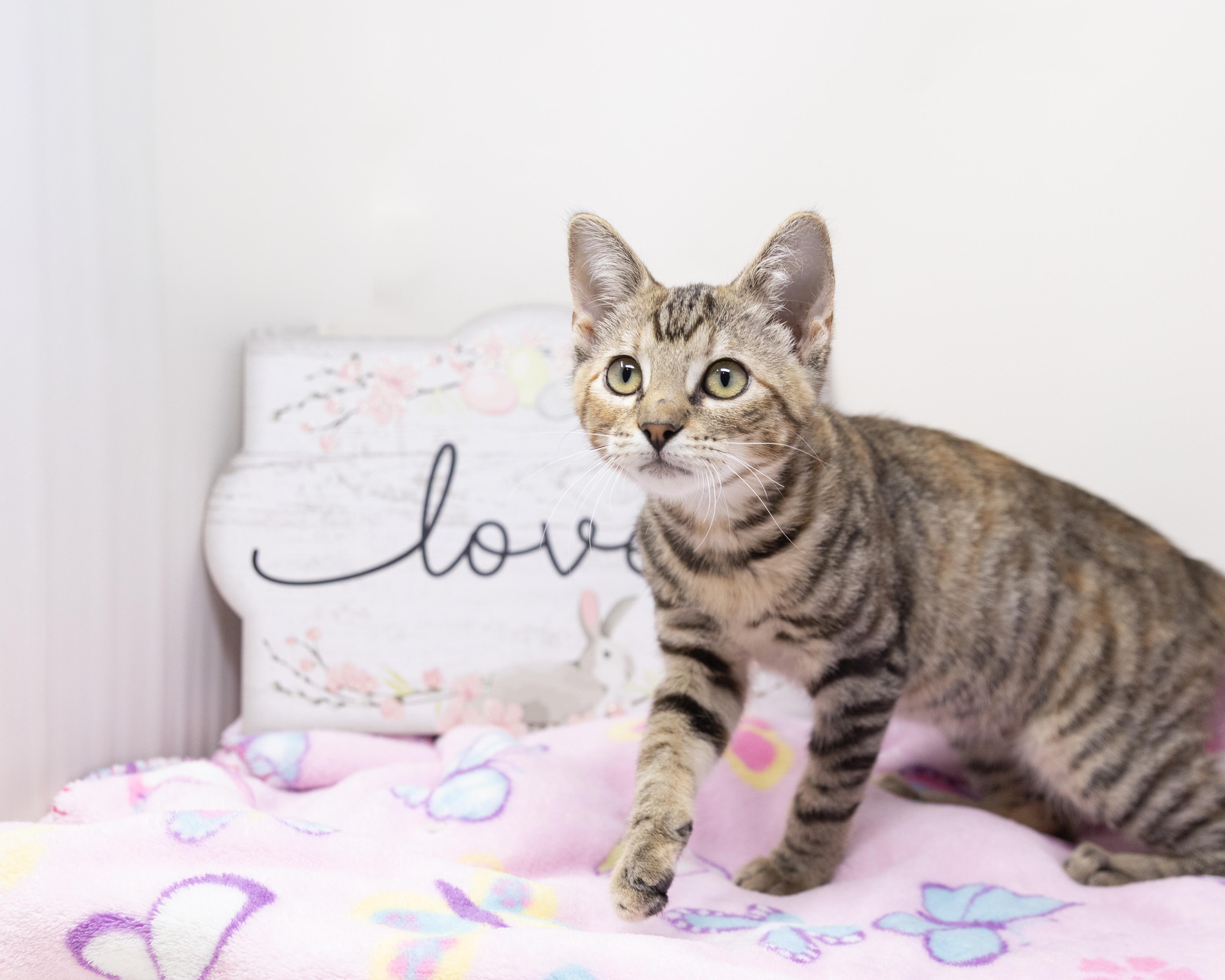 Enlarge Marty, a ADOPTABLE mixed breed in Trophy Club, TX image 6/6