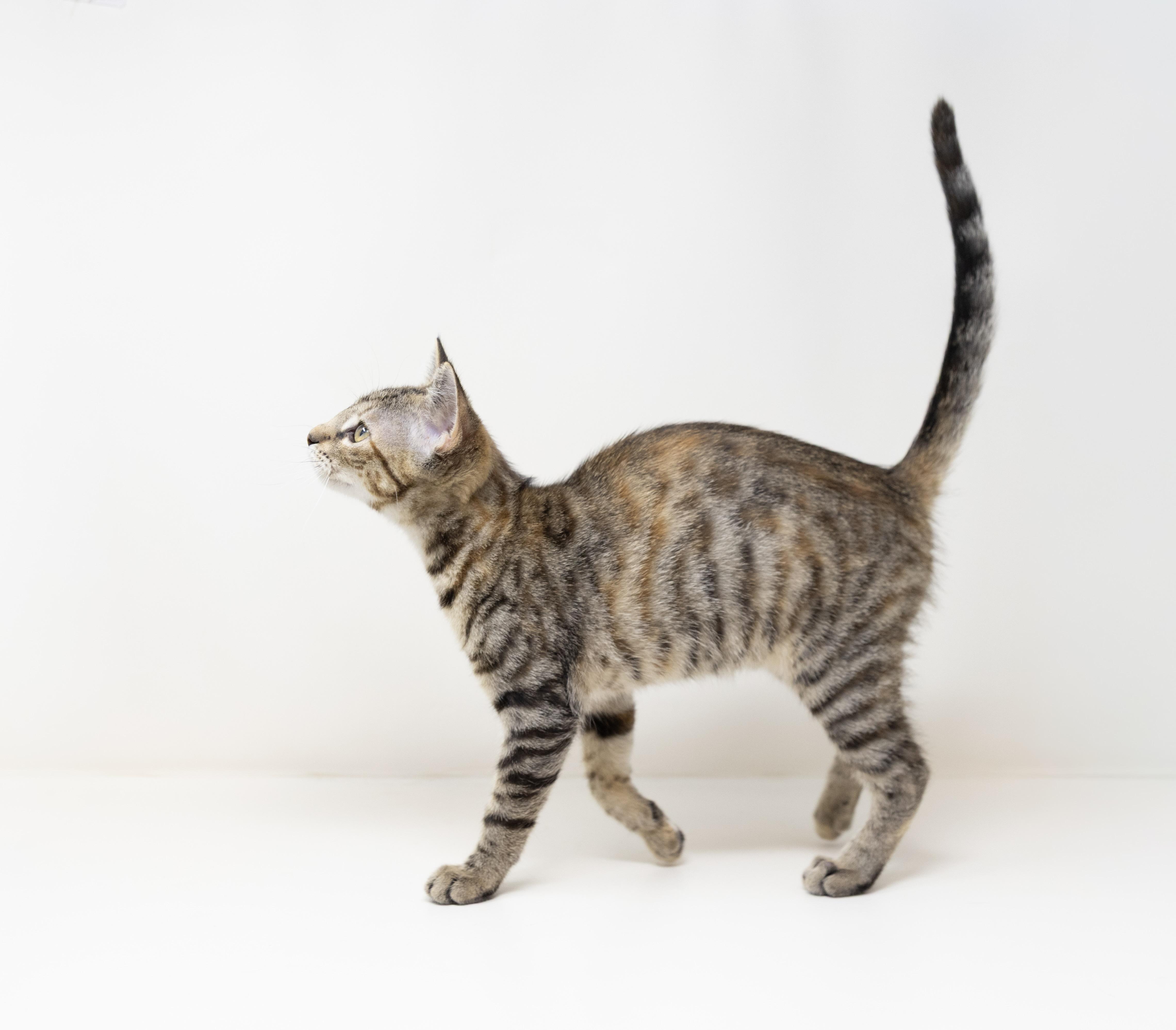 Enlarge Marty, a ADOPTABLE mixed breed in Trophy Club, TX image 3/6