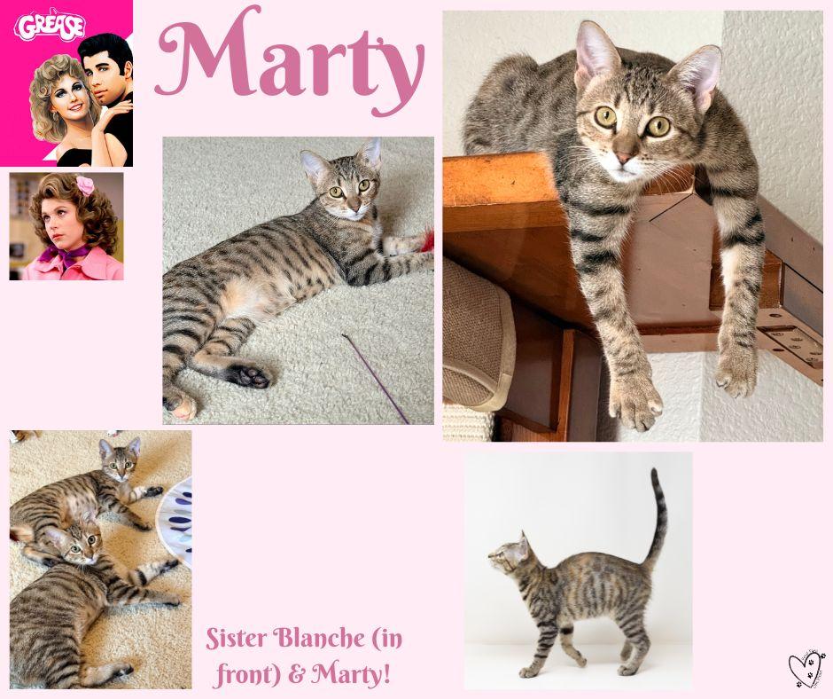 Enlarge Marty, a ADOPTABLE mixed breed in Trophy Club, TX image 5/6