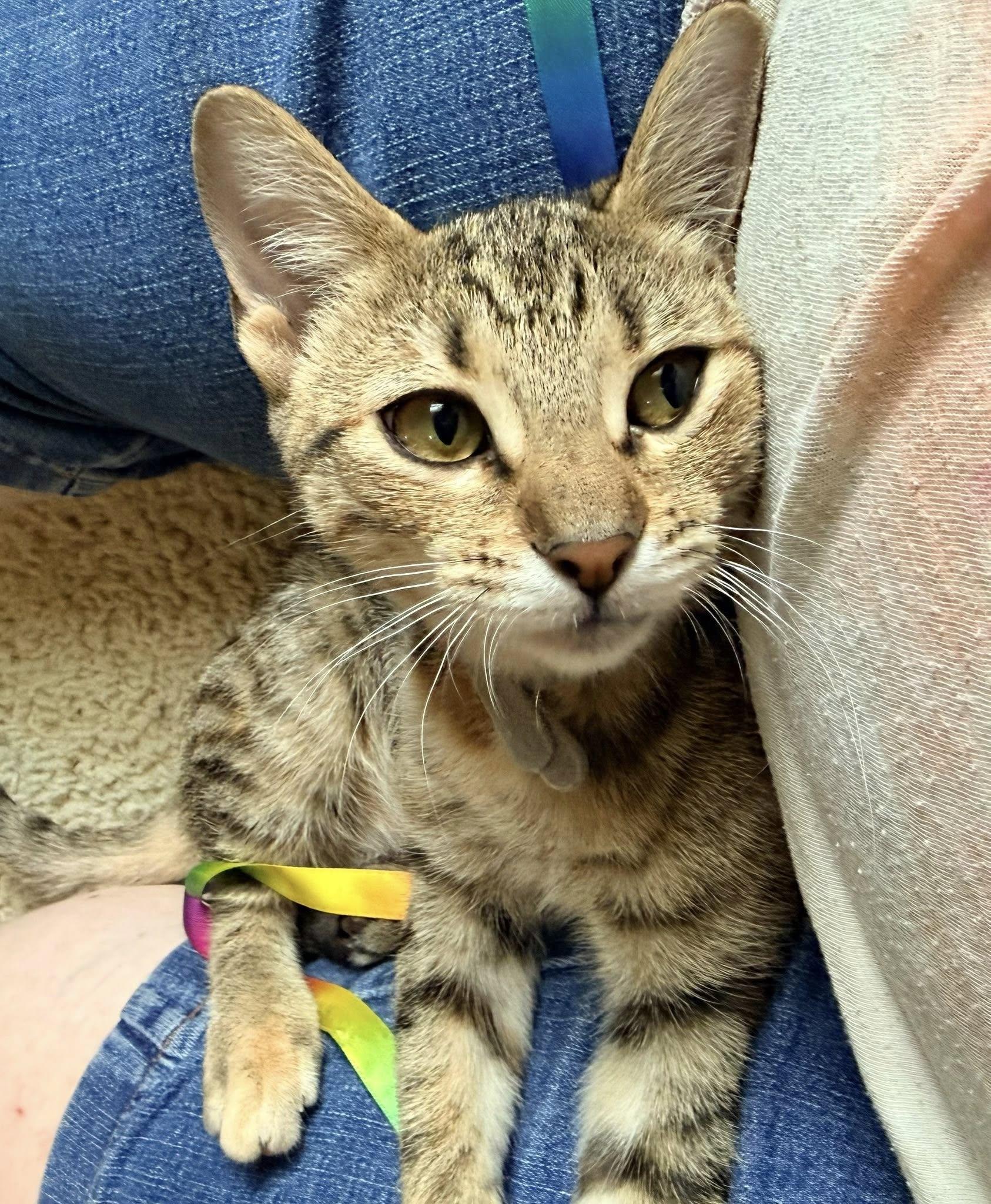 Enlarge Marty, a ADOPTABLE mixed breed in Trophy Club, TX image 6/6