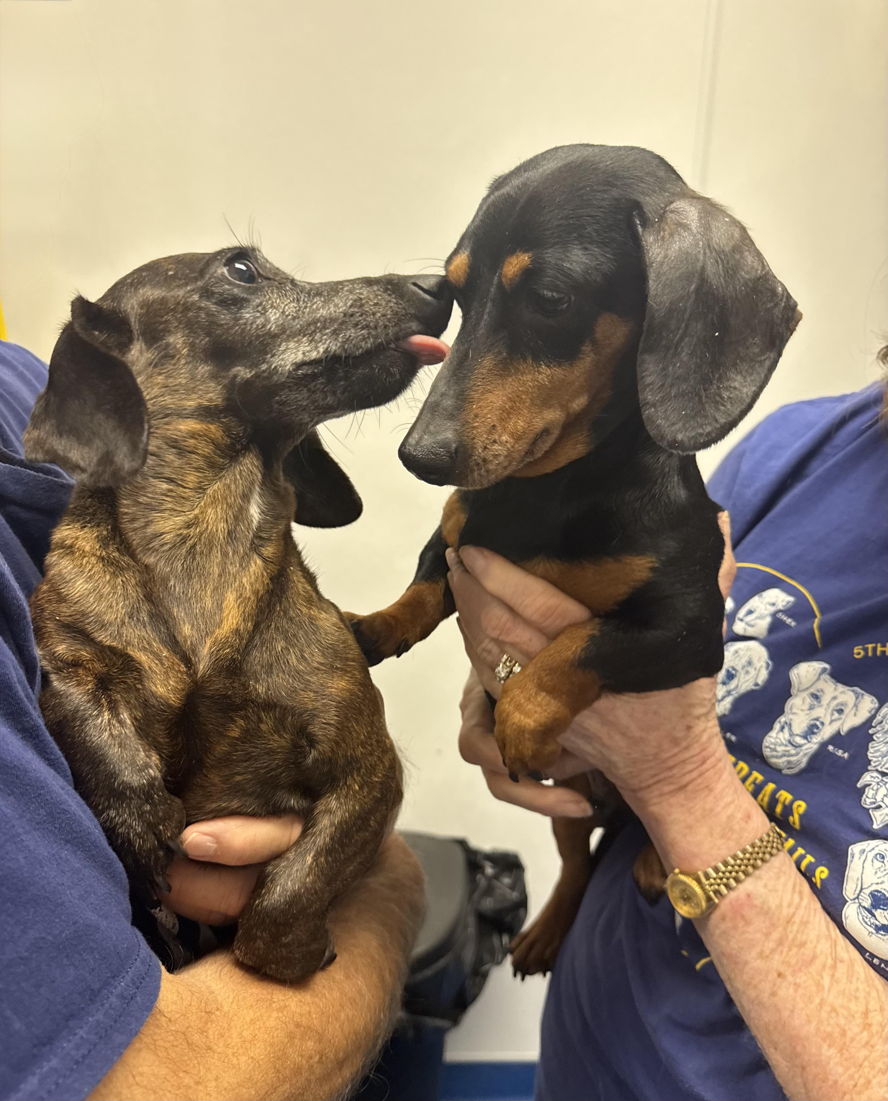 Darling Brennie and Snickers, a ADOPTABLE mixed breed in West Hartford , CT image 3/6
