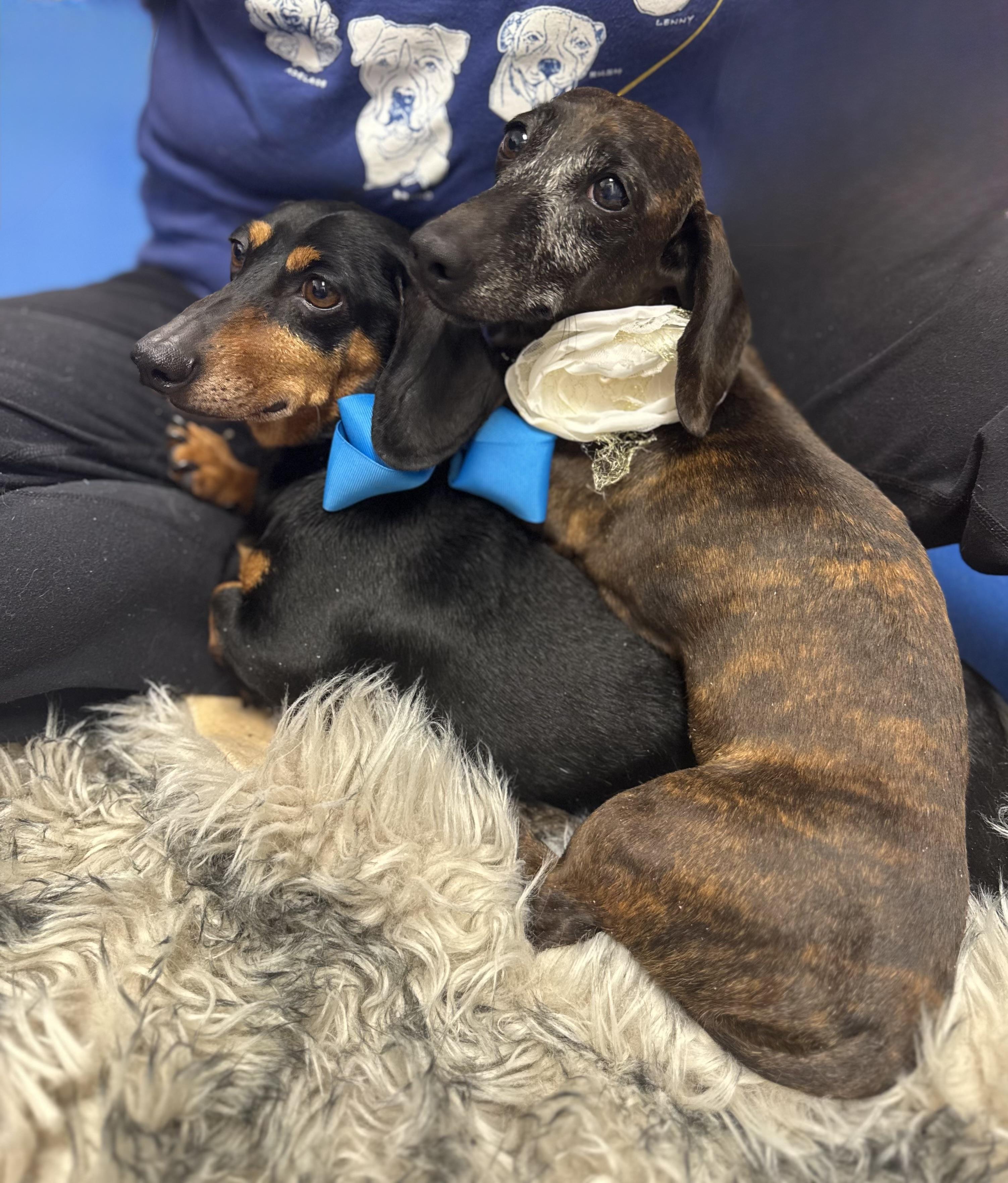 Darling Brennie and Snickers, a ADOPTABLE mixed breed in West Hartford , CT image 4/6