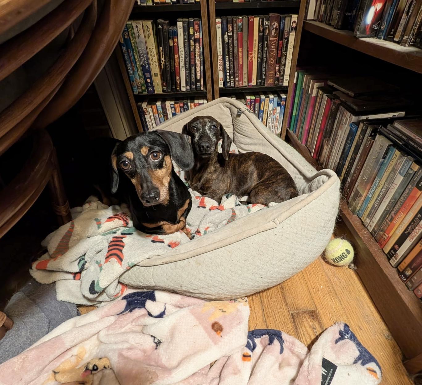Darling Brennie and Snickers, a ADOPTABLE mixed breed in West Hartford , CT image 6/6