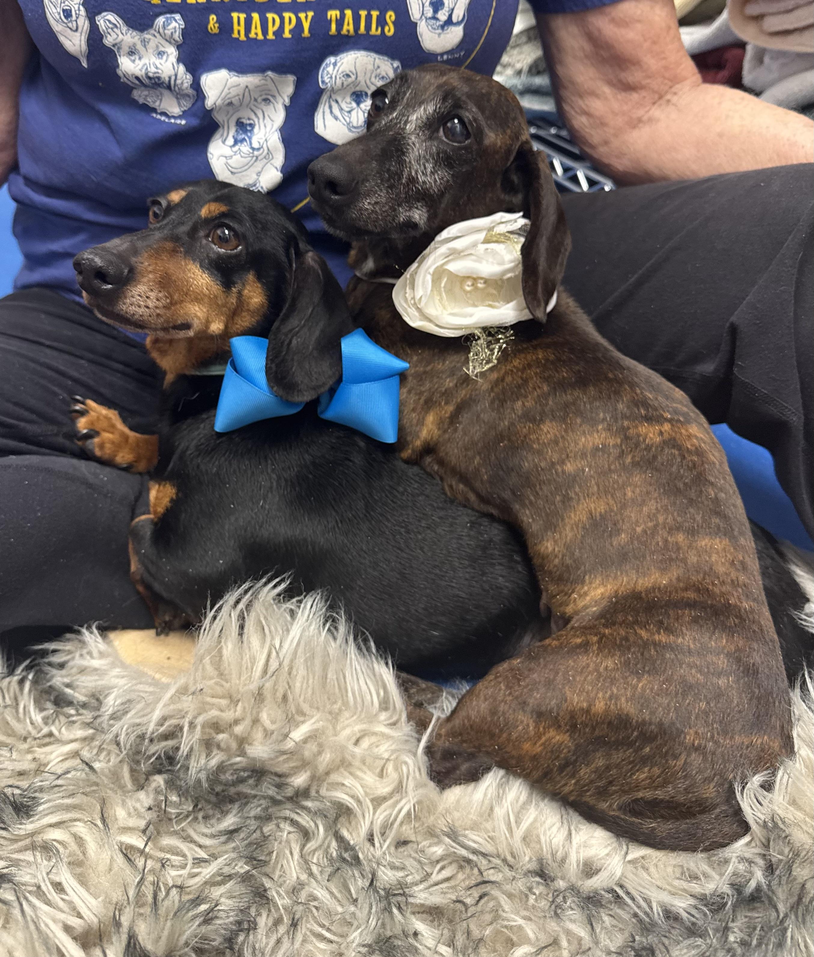 Darling Brennie and Snickers, a ADOPTABLE mixed breed in West Hartford , CT image 2/6