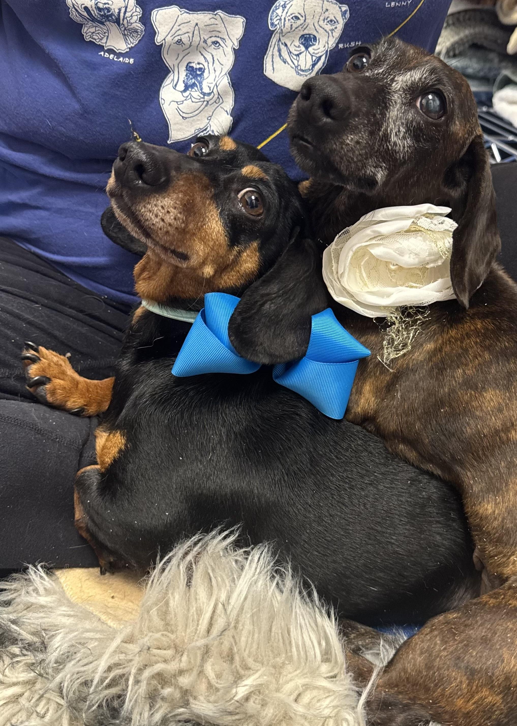 Darling Brennie and Snickers, ADOPTABLE, Adult Female Miniature Dachshund & Dachshund.