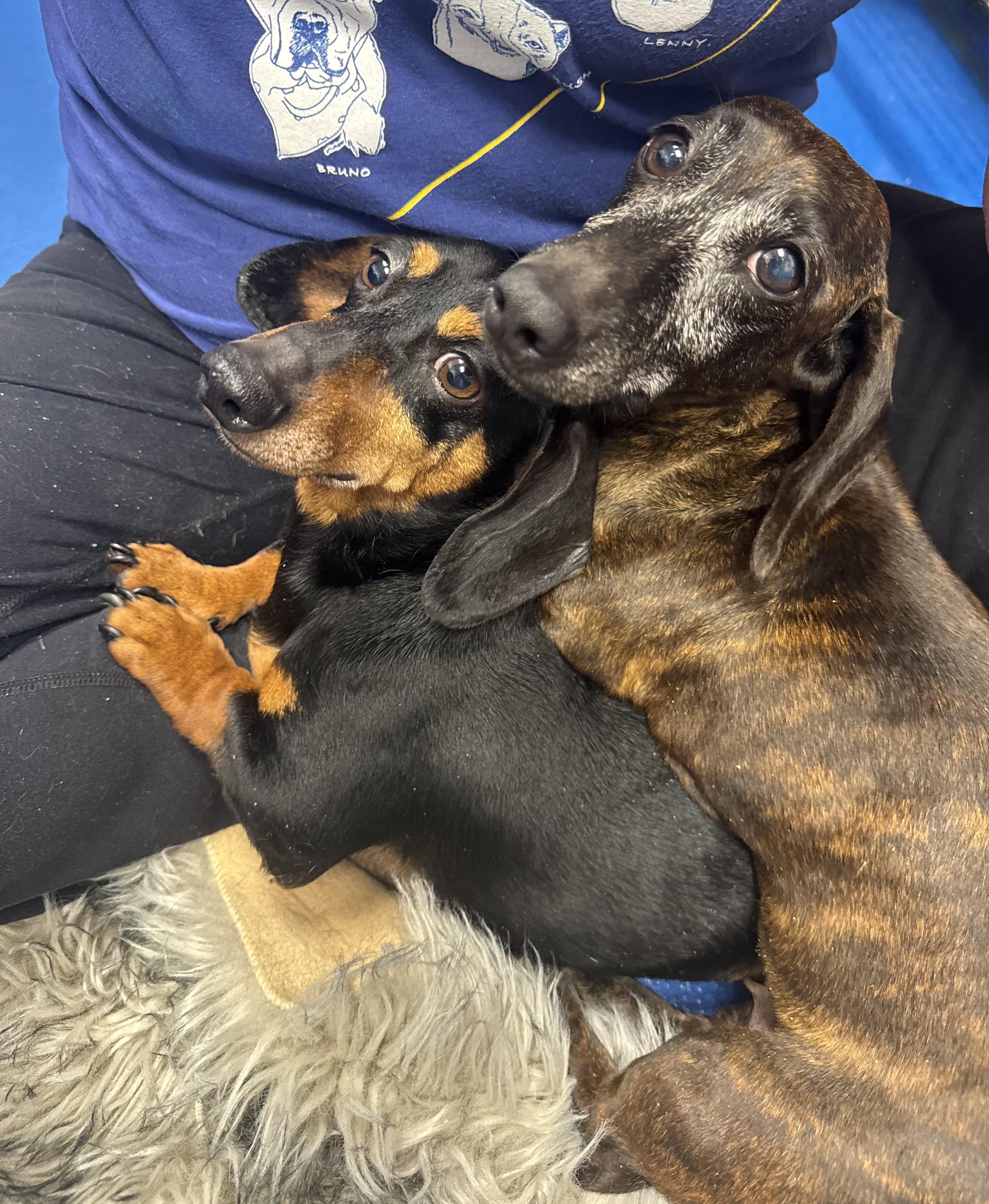 Darling Brennie and Snickers, a ADOPTABLE mixed breed in West Hartford , CT image 5/6