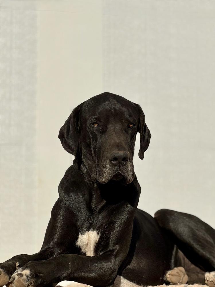 Oden, a Adoptable Great Dane in Tucson, AZ image 1/5