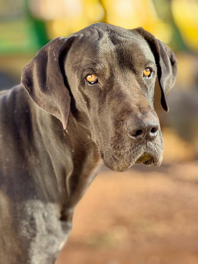 Oden, a Adoptable Great Dane in Tucson, AZ image 2/5