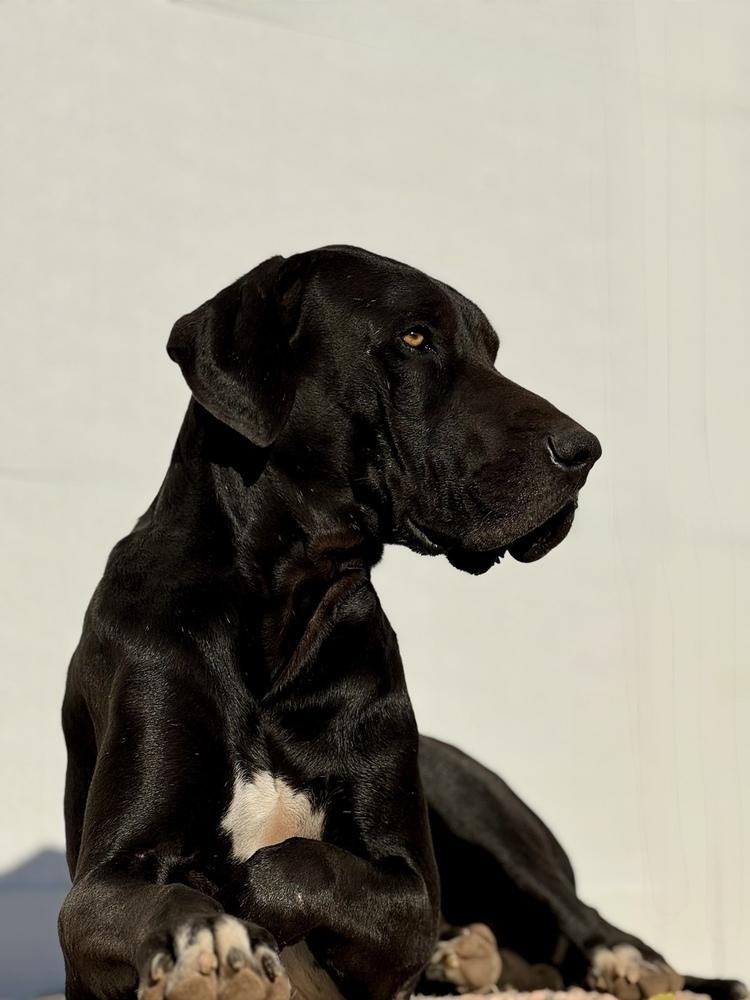 Oden, a Adoptable Great Dane in Tucson, AZ image 3/5