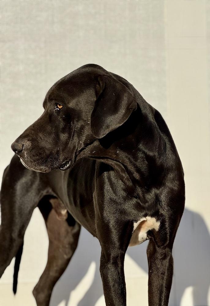 Oden, a Adoptable Great Dane in Tucson, AZ image 4/5