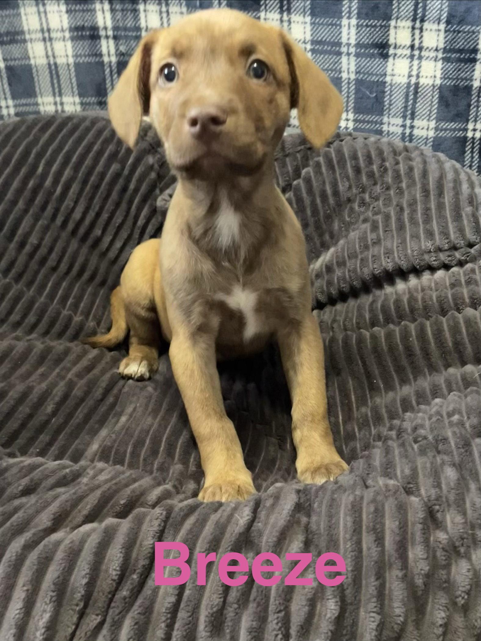 Breeze, Adoptable, Puppy Female Terrier.