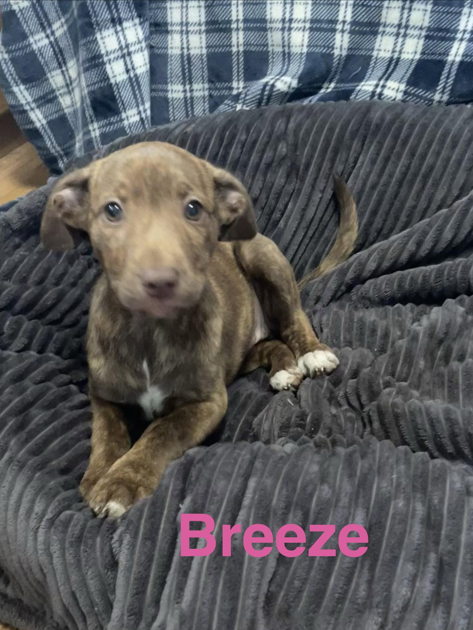 Breeze, Adoptable, Puppy Female Terrier.
