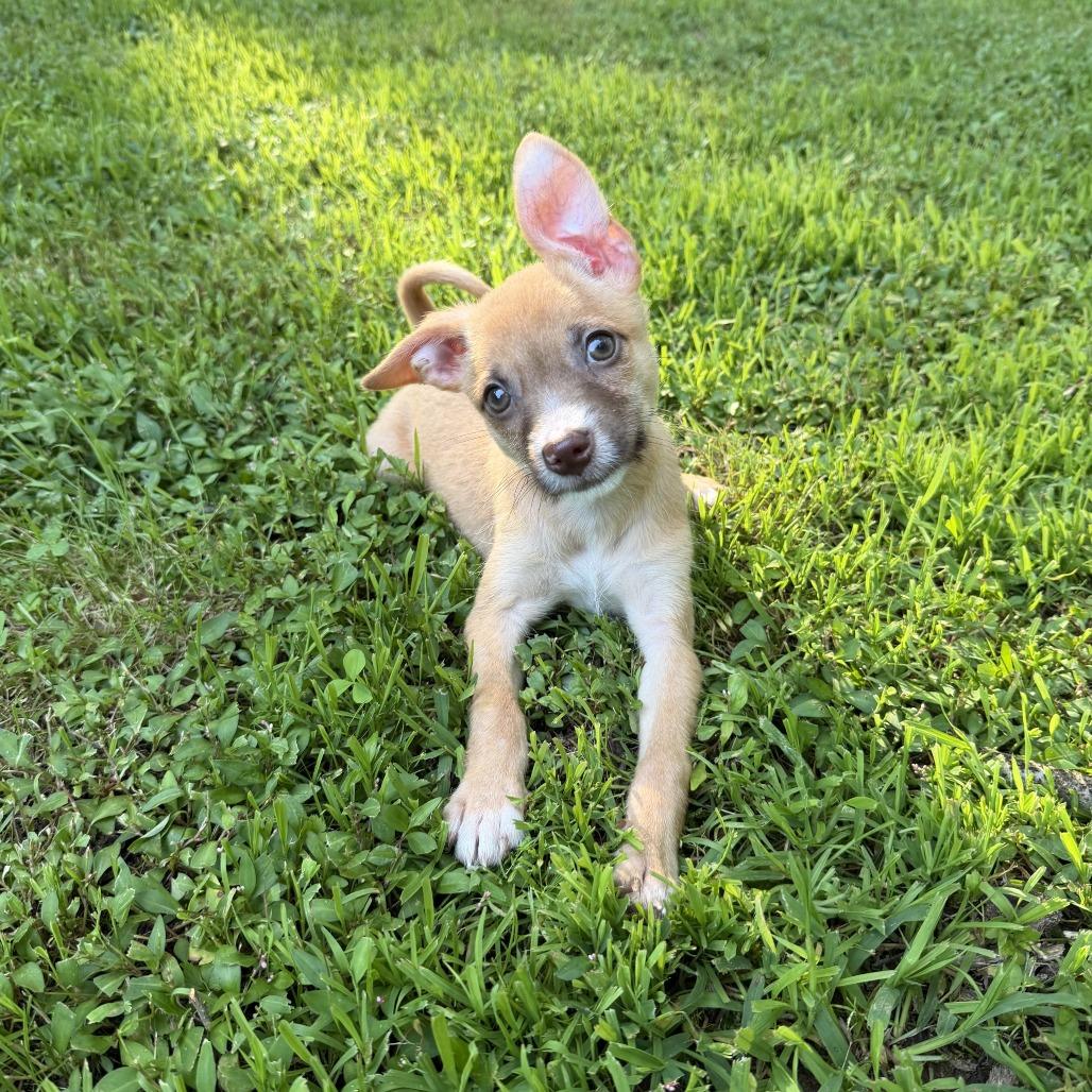 NY Cindy Lou (Foster in Yorktown Heights NY), Adoptable, Puppy Female Chihuahua & Mixed Breed.