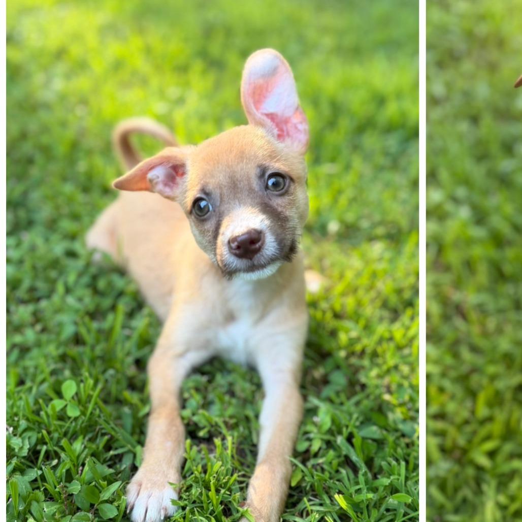 NY Cindy Lou (Foster in Yorktown Heights NY), a Adoptable mixed breed in Eastford, CT image 3/6