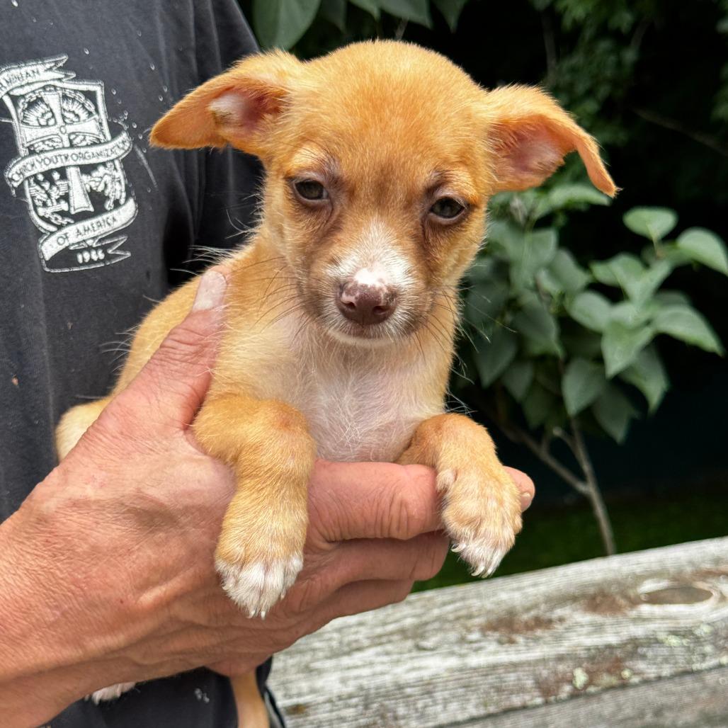 NY Cindy Lou (Foster in Yorktown Heights NY), a Adoptable mixed breed in Eastford, CT image 5/6