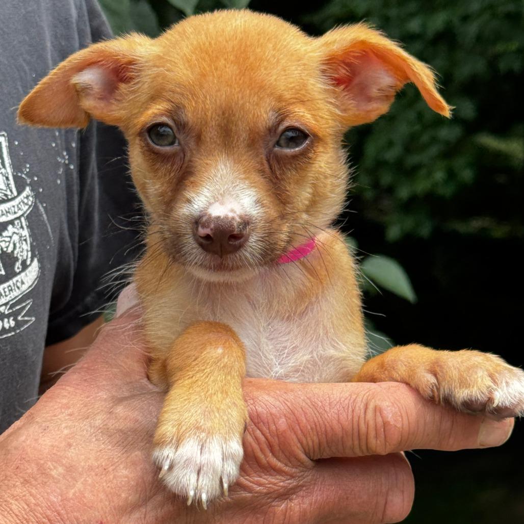 NY Cindy Lou (Foster in Yorktown Heights NY), a Adoptable mixed breed in Eastford, CT image 6/6
