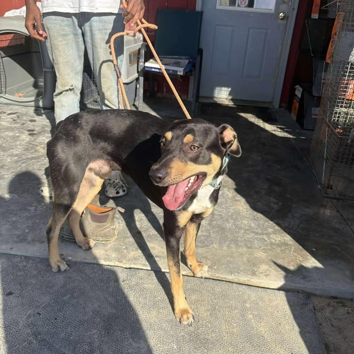 Enlarge Julio, a ADOPTABLE mixed breed in Mullins, SC image 1/1