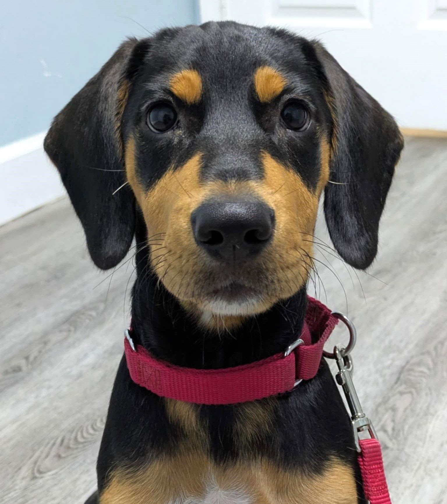 Enlarge Charm's Puppy - Magic, a Adopted Beagle in Dunnellon, FL image 3/3