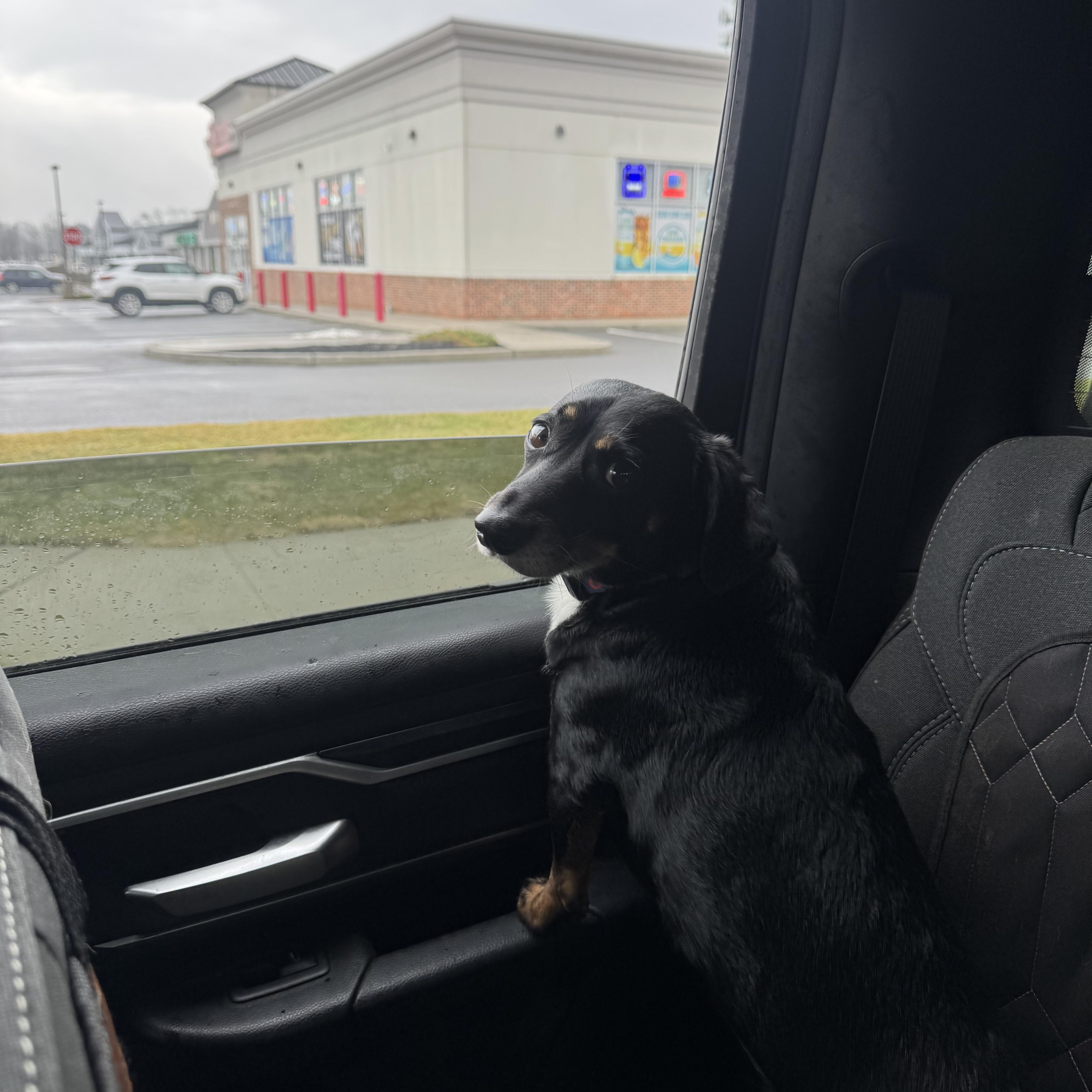 Enlarge Zero, a ADOPTABLE mixed breed in Fairlawn , NJ image 5/5