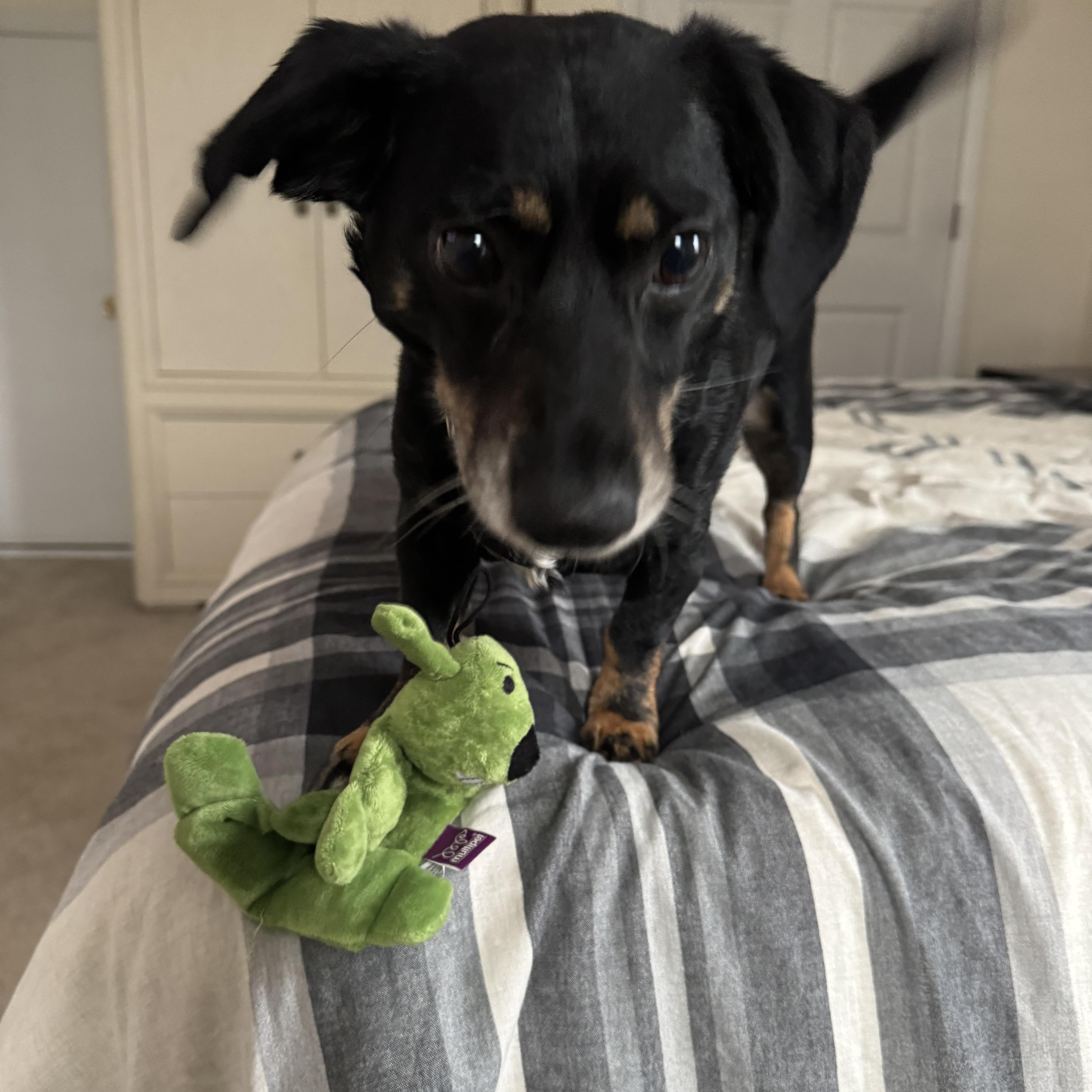 Enlarge Zero, a ADOPTABLE mixed breed in Fairlawn , NJ image 4/5