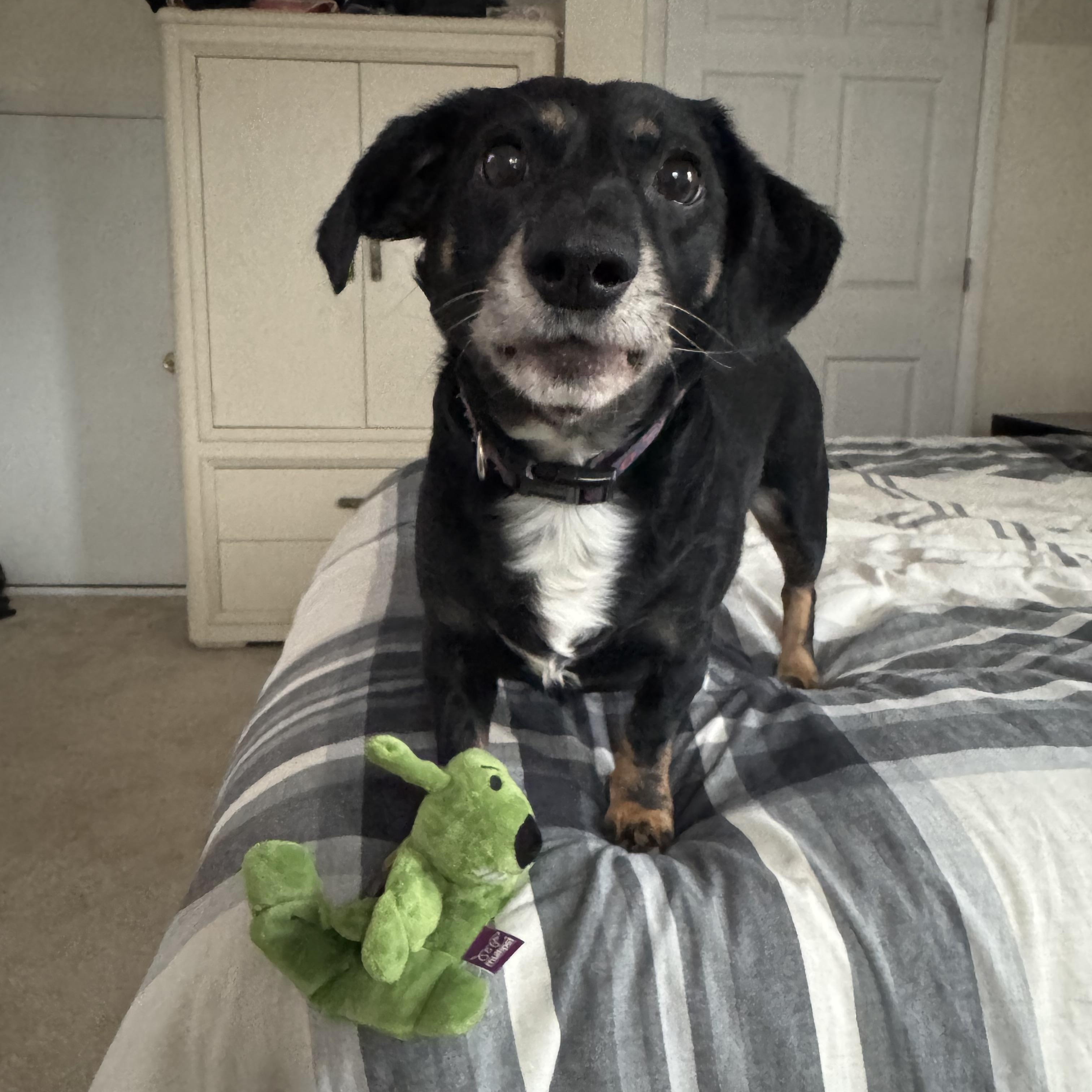 Zero, ADOPTABLE, Adult Male Dachshund & Chihuahua.
