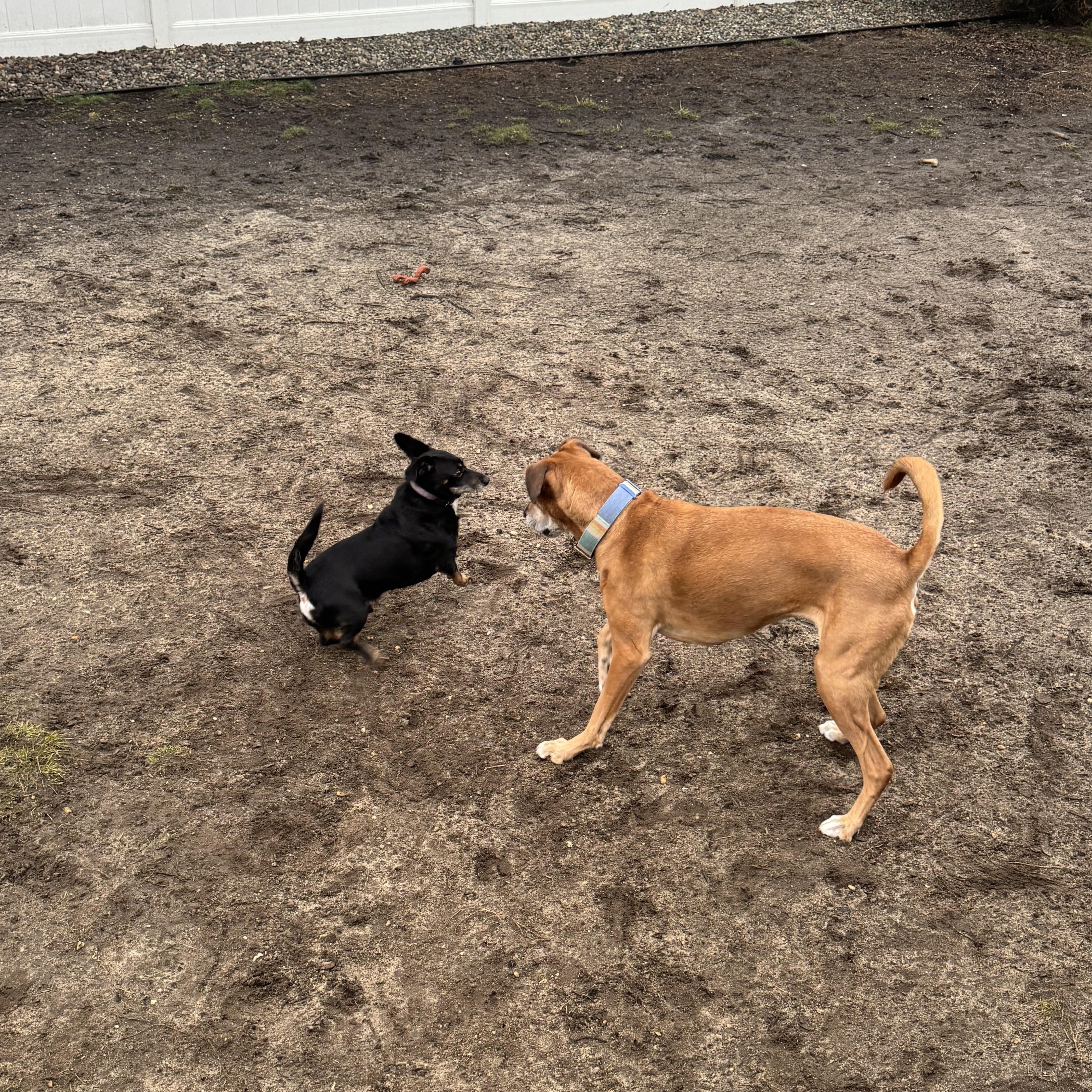 Enlarge Zero, a ADOPTABLE mixed breed in Fairlawn , NJ image 3/5