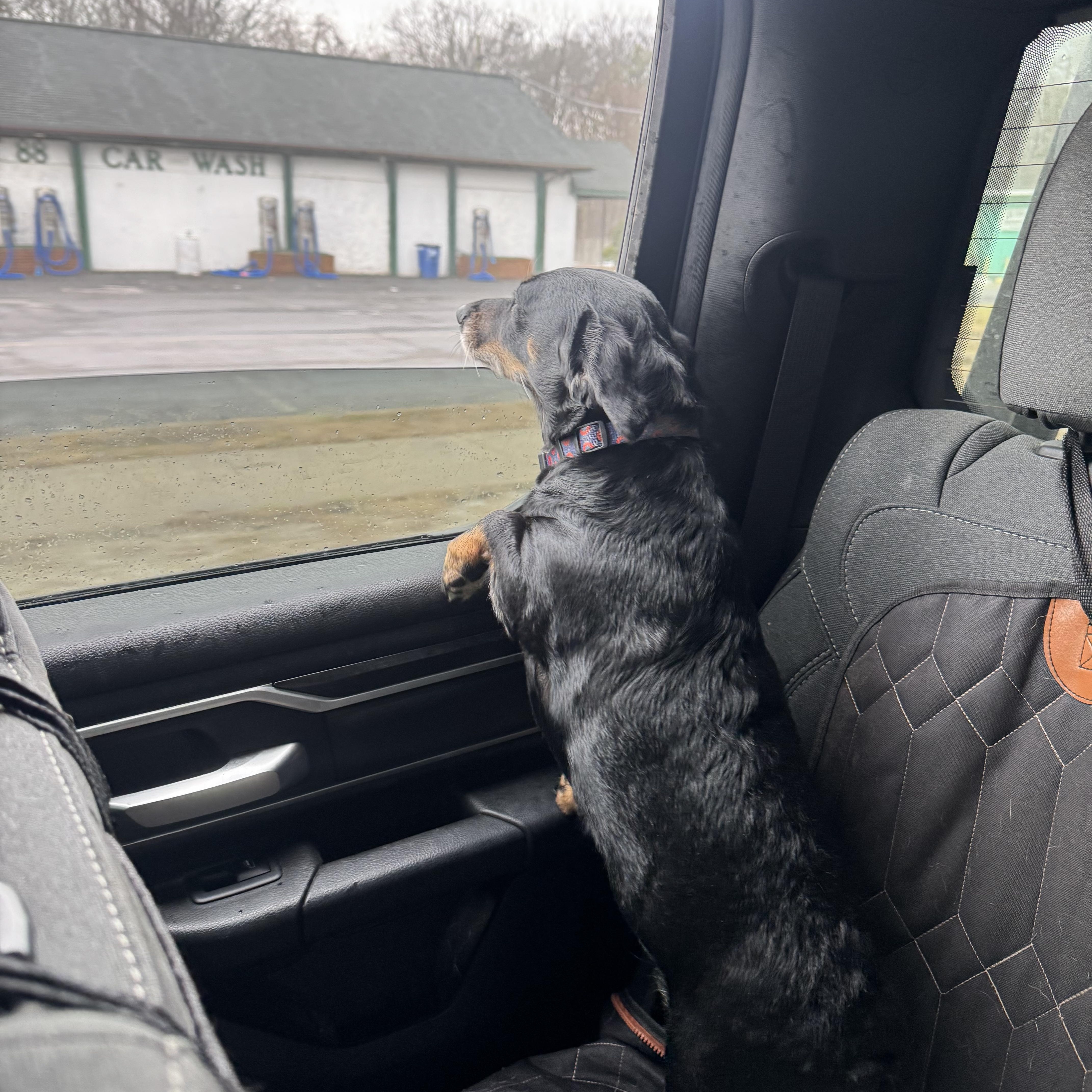 Enlarge Zero, a ADOPTABLE mixed breed in Fairlawn , NJ image 2/5