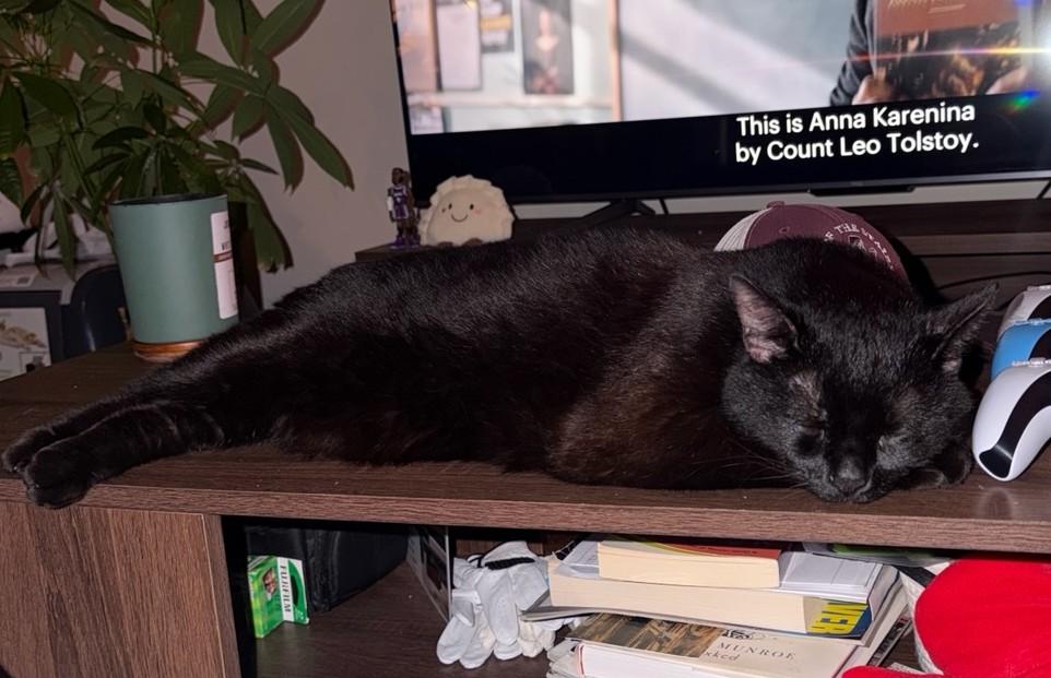 Lucky, a ADOPTABLE Domestic Short Hair in Ann Arbor, MI image 4/4