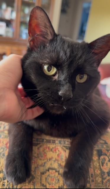 Lucky, a ADOPTABLE Domestic Short Hair in Ann Arbor, MI image 1/4