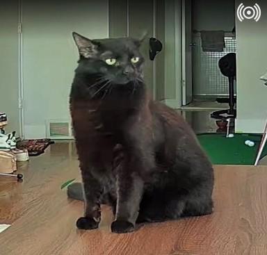Lucky, a ADOPTABLE Domestic Short Hair in Ann Arbor, MI image 2/4